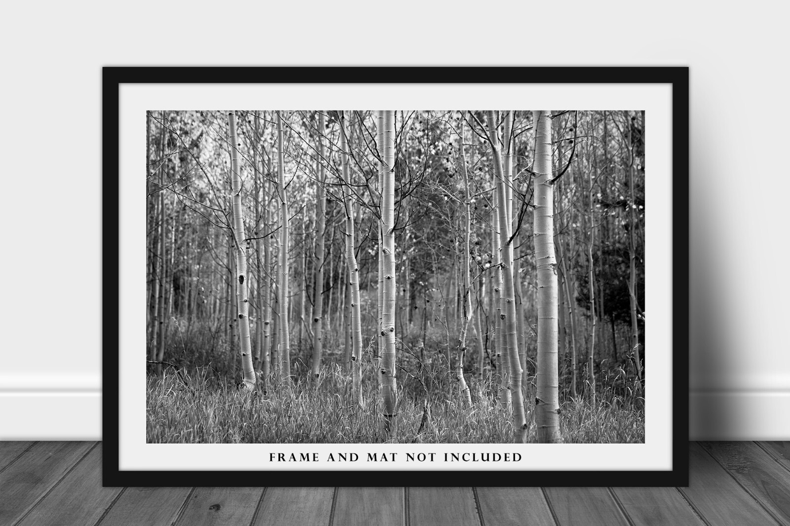 Black and White Photography Print of Aspen Tree Grove on Autumn Day in Colorado