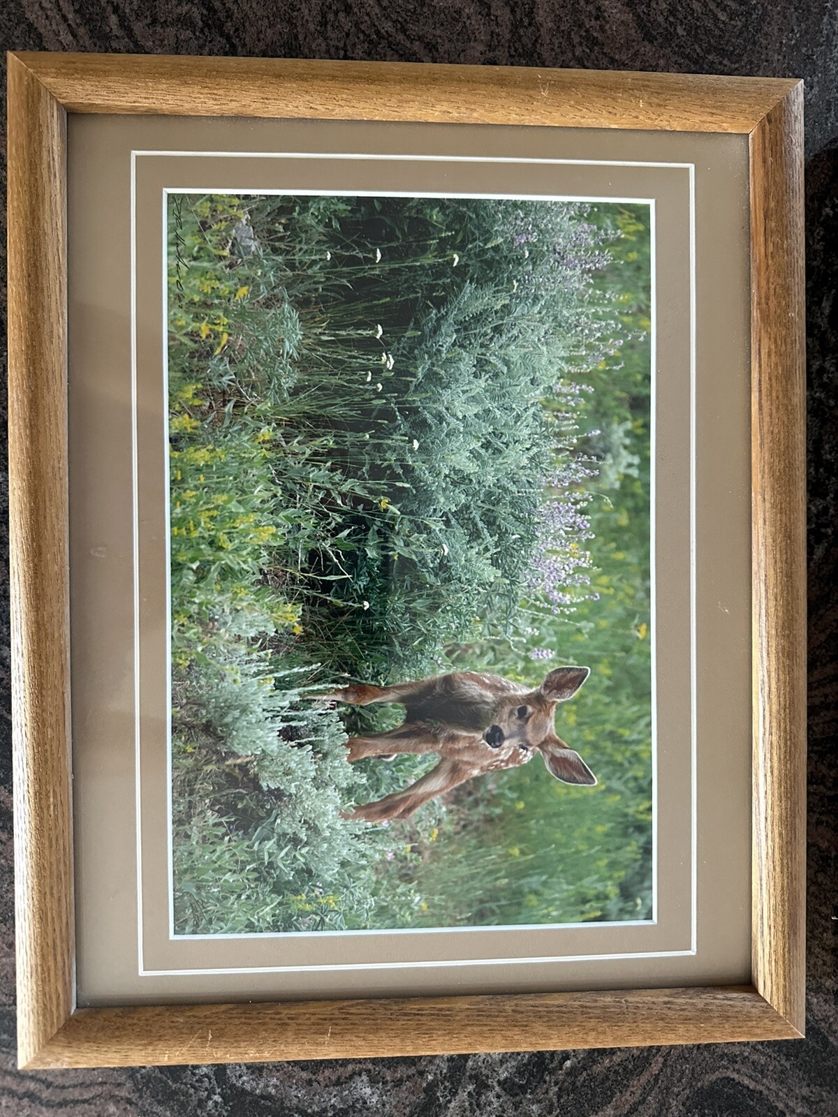 Framed Twin Mule Deer Fawn Wildlife Photography By J.R. Hunter (Signed)