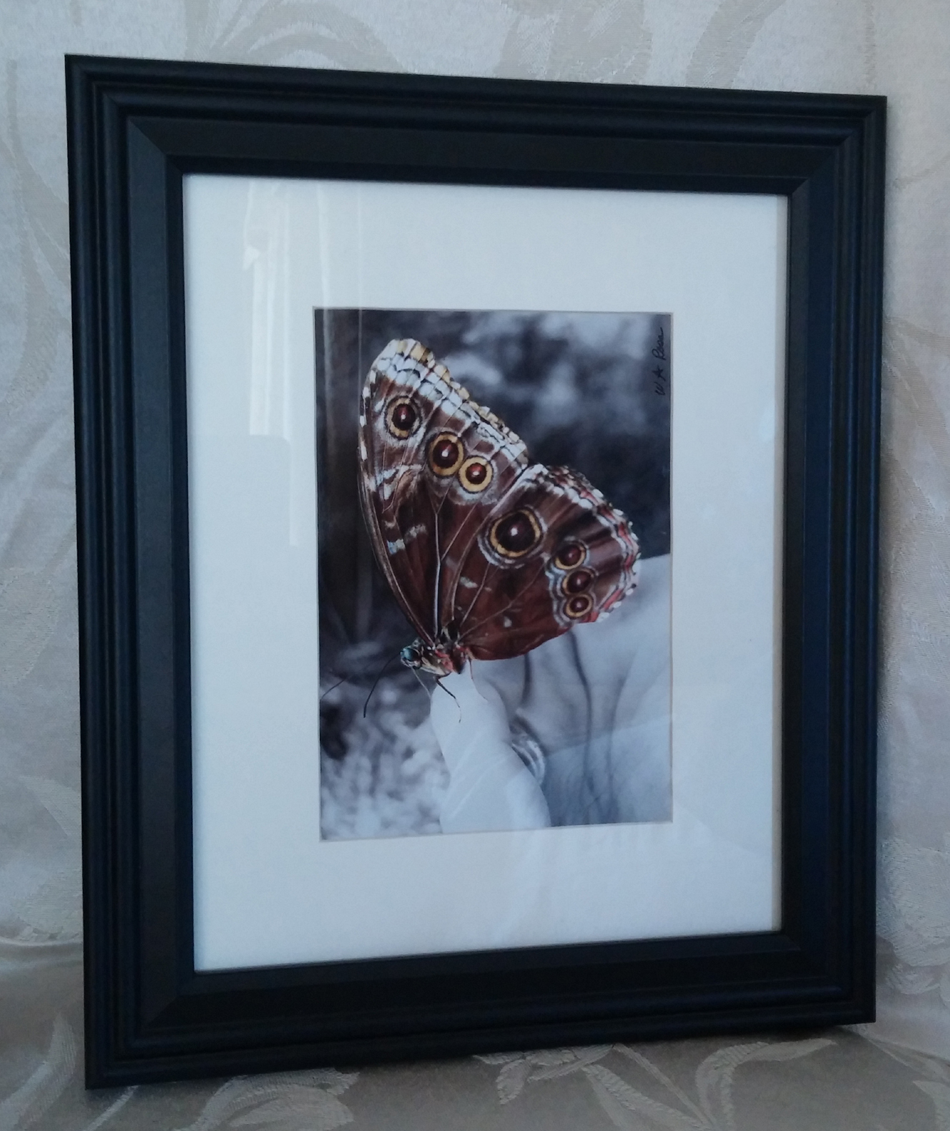 Butterfly Framed, matted & Signed Digitally Enhanced Photo Art – Wendy Ross