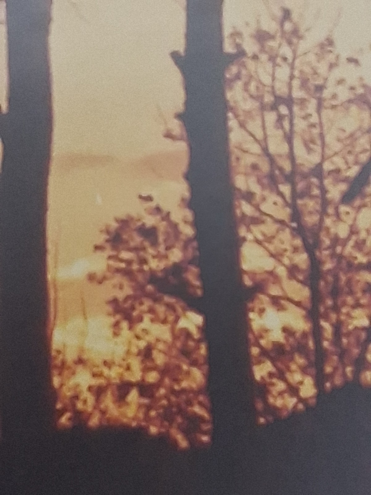 Framed Limited Edition Photograph — Sunset Silhouette Forest — Signed & Numbered