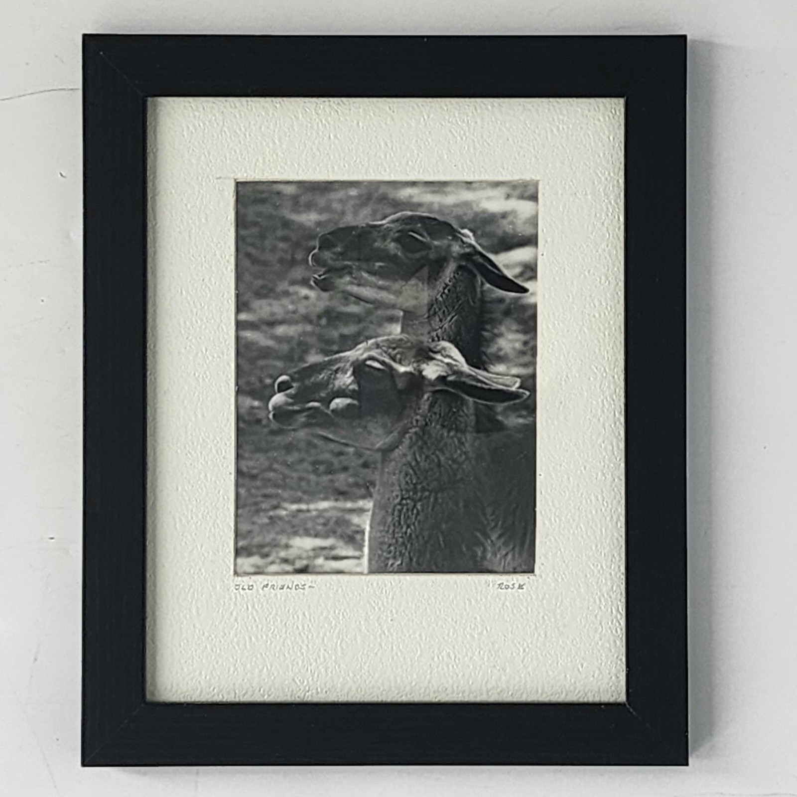 Art Photograph Two Llamas “Old Friends” Signed Rose Arizona Wildlife Photography