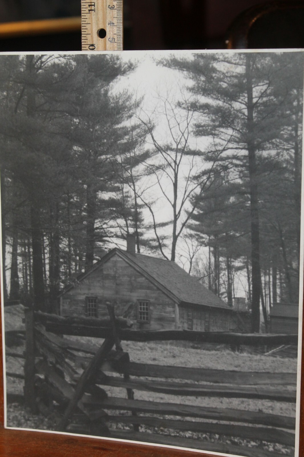Vintage 8×10 Photo W. Beebe East Tennessee Cabin Woods
