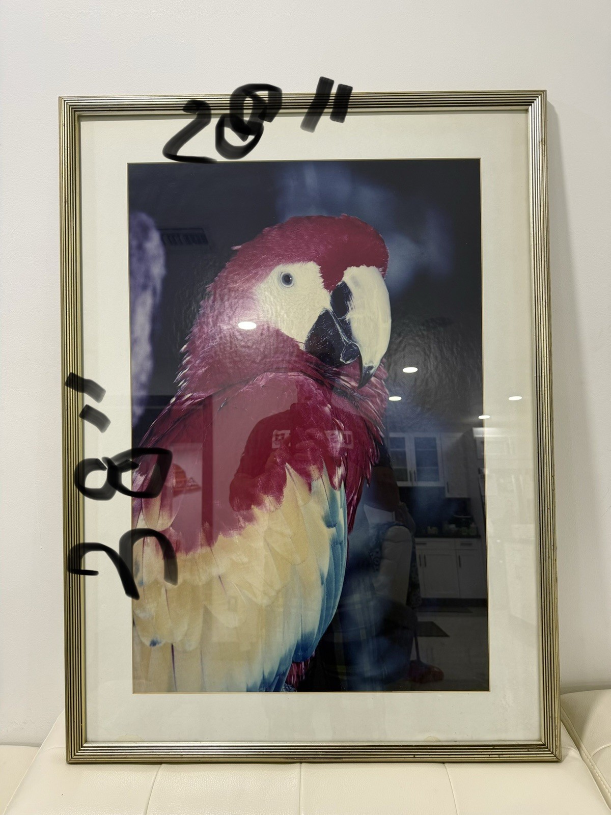 Large Framed Scarlet Macaw Parrot Photograph Wall Art 28×38 Tropical Bird Decor