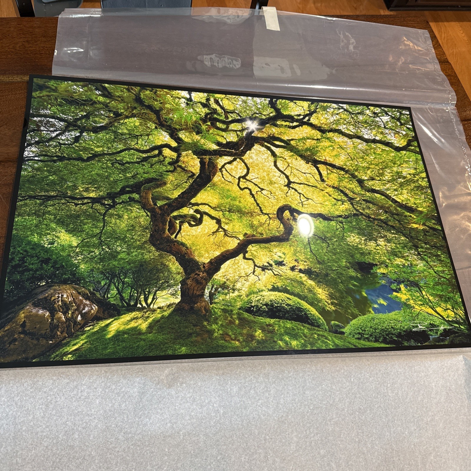 Peter Lik Small Tree Photo Print 24×16 Signed Unframed