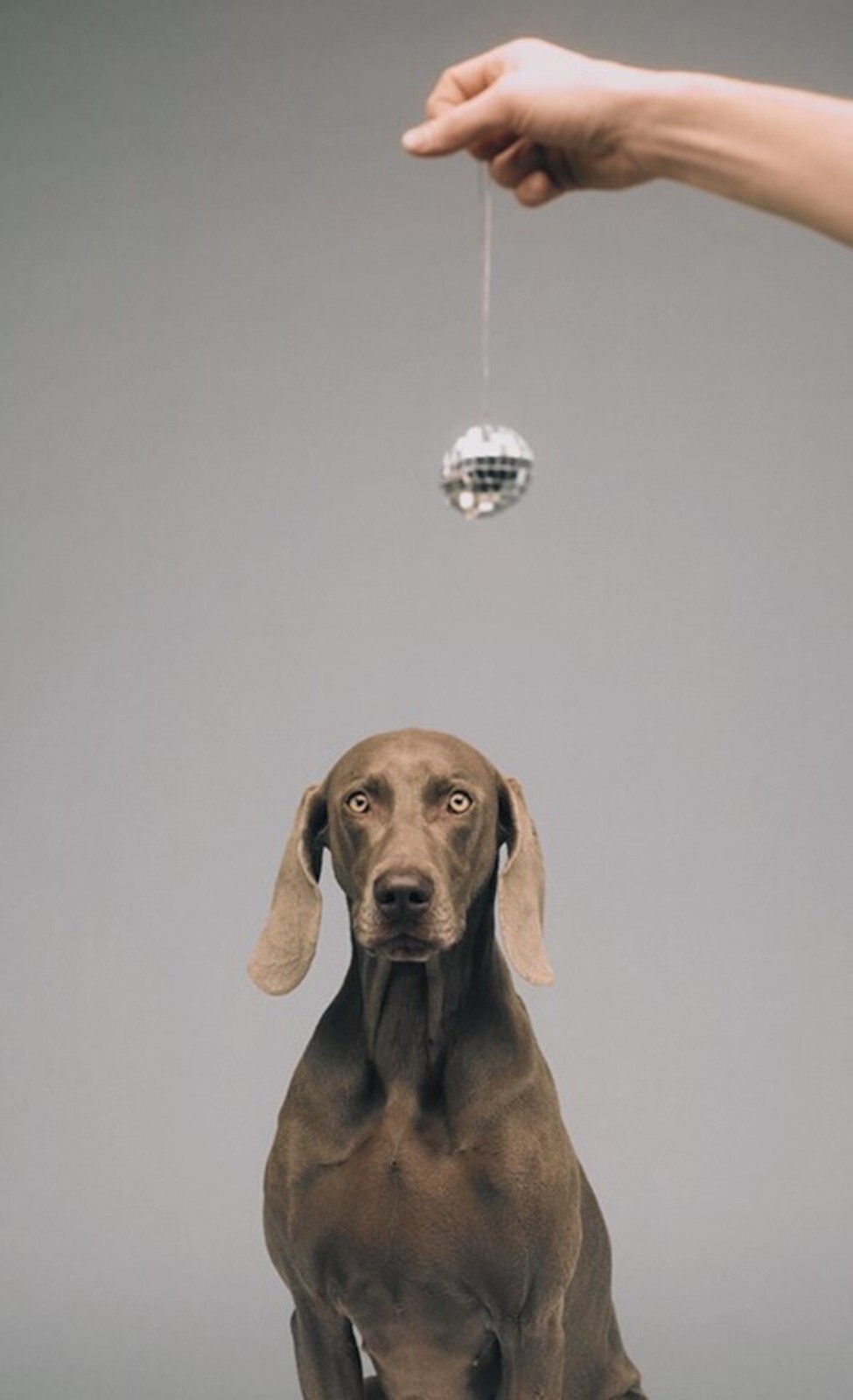 WILLIAM WEGMAN ‘Hypno’, 1988/2022 SIGNED Ltd. Ed. Color Dog Photograph 10″ x 8″