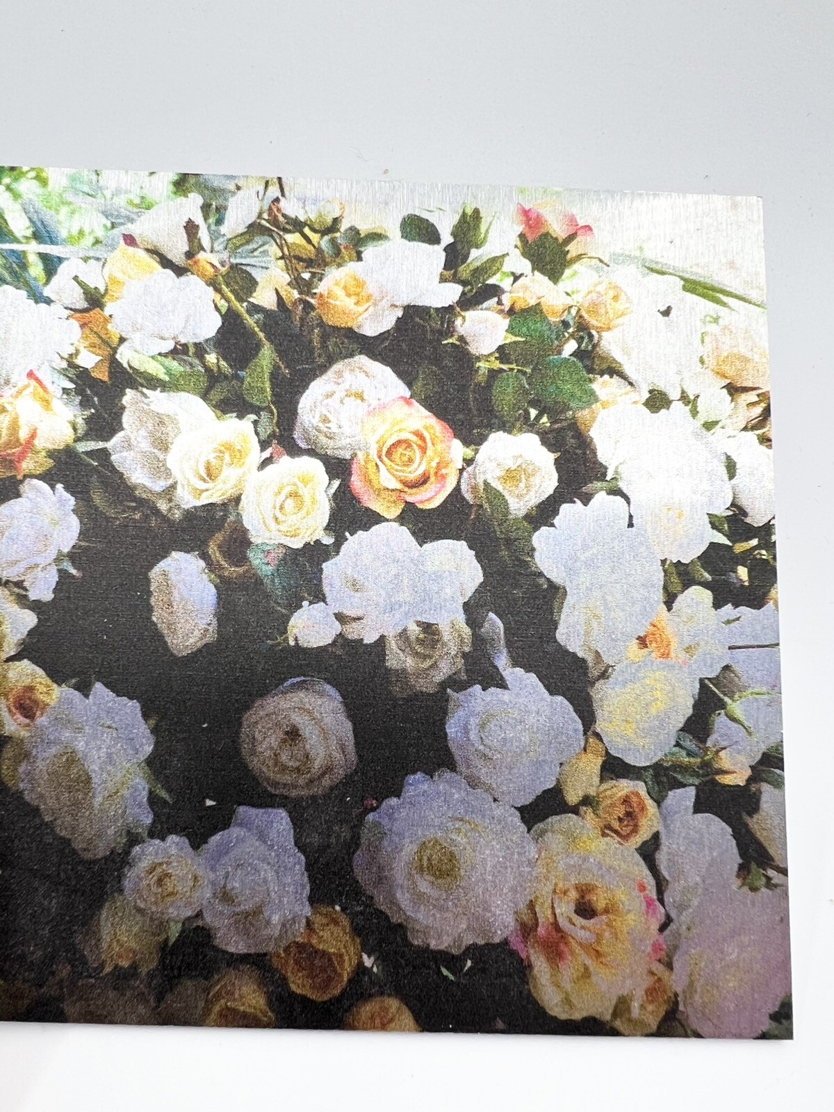 Nancy Reid Carr Art & Photography Metal Photo Print Garden Roses Signed Floating