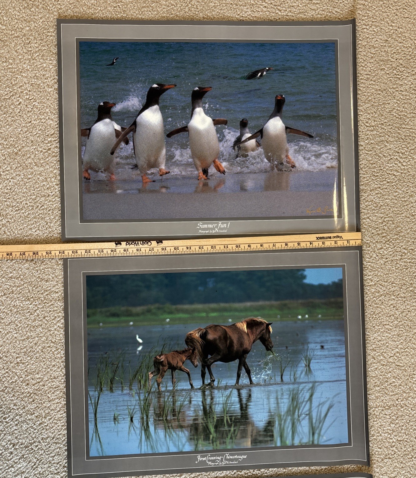Lot Of 3 Kjell B Sandved Photograph Posters Bald Eagle Wild Horses Penguins