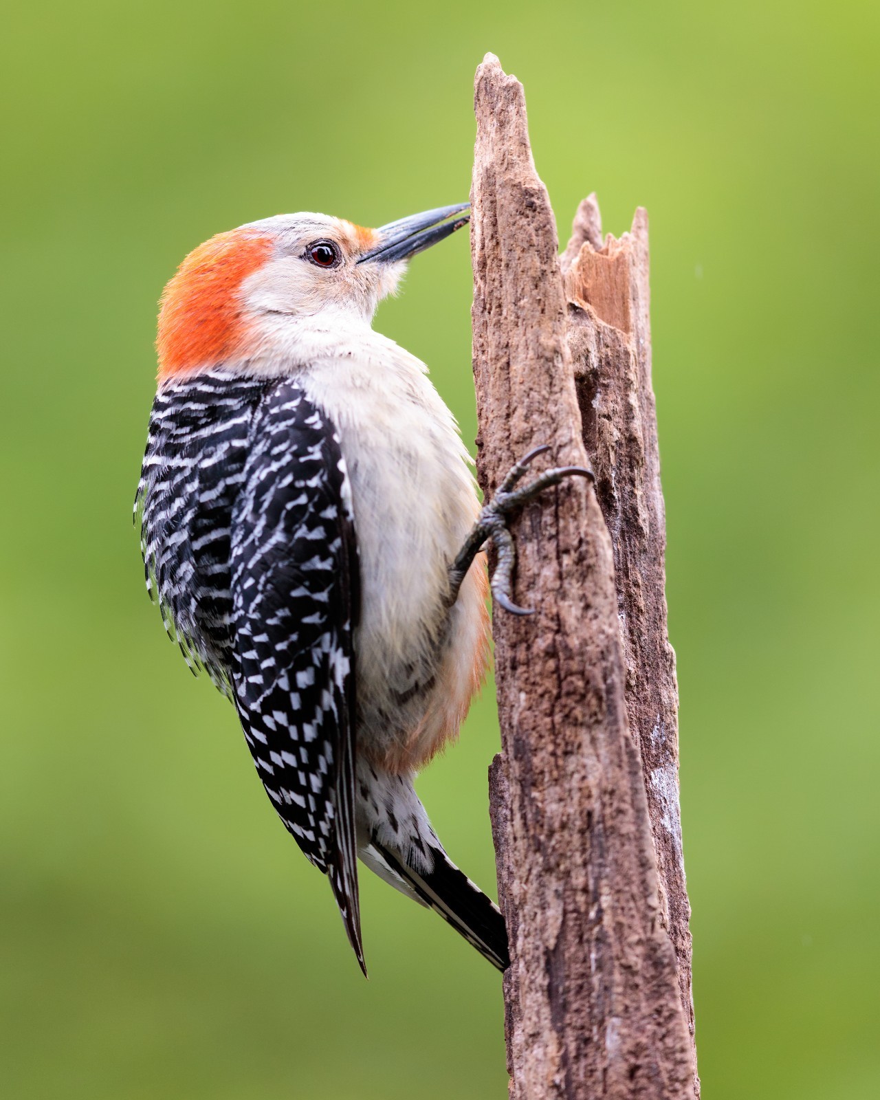 Female Red-Bellied Woodpecker Bird 8×10 8″x10″ Photograph Print