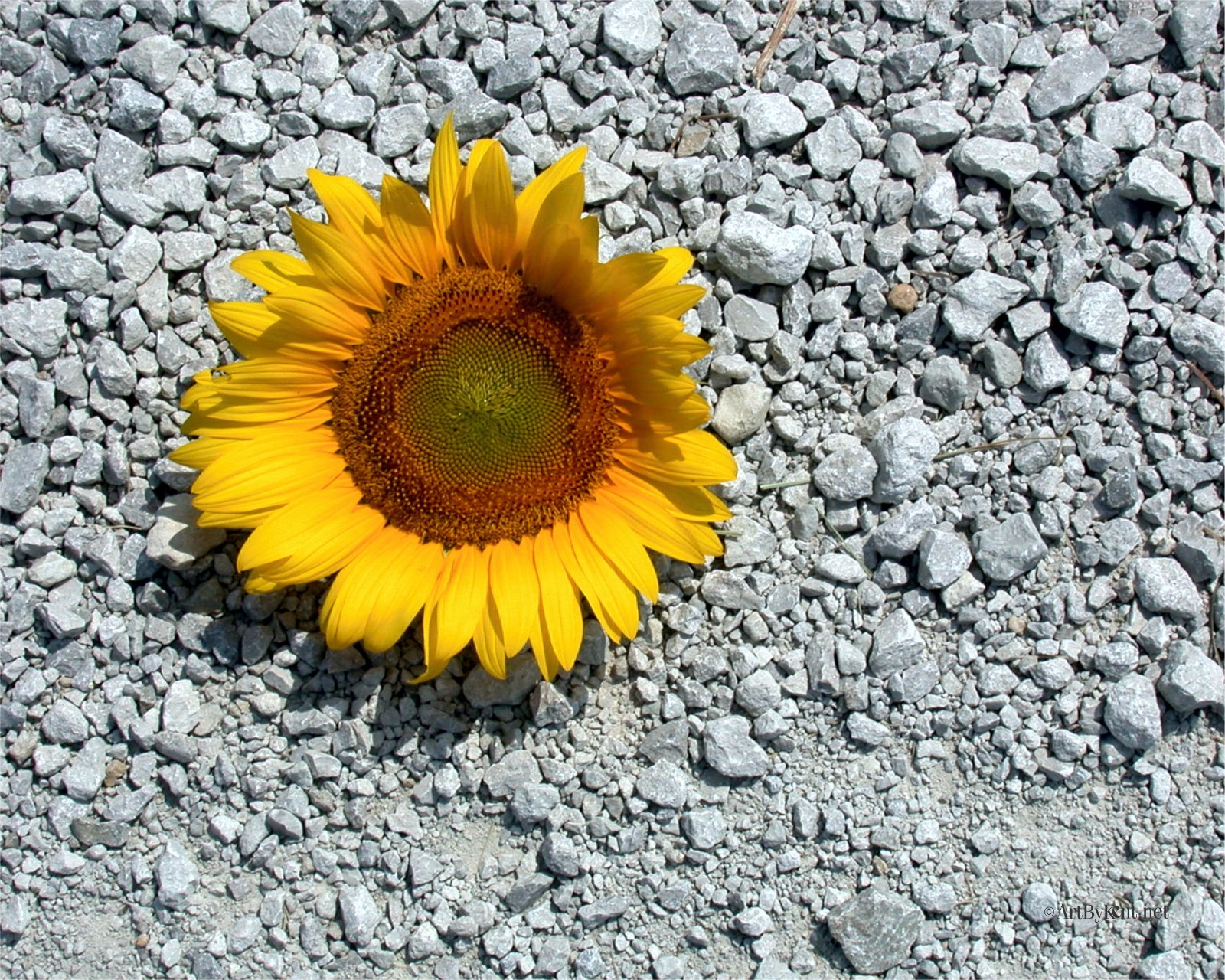 Sunflower on gravel road 8×10″ photograph print
