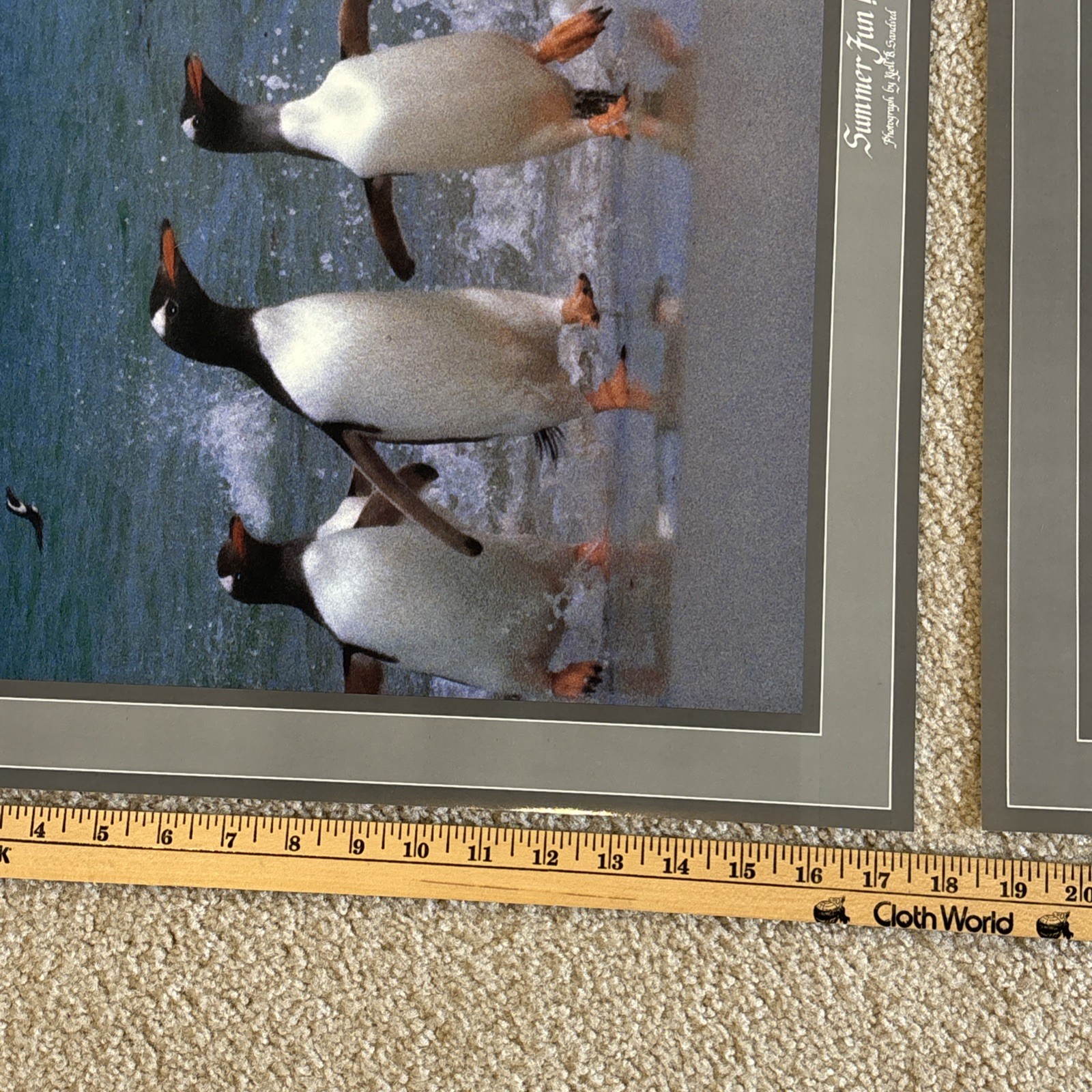 Lot Of 3 Kjell B Sandved Photograph Posters Bald Eagle Wild Horses Penguins