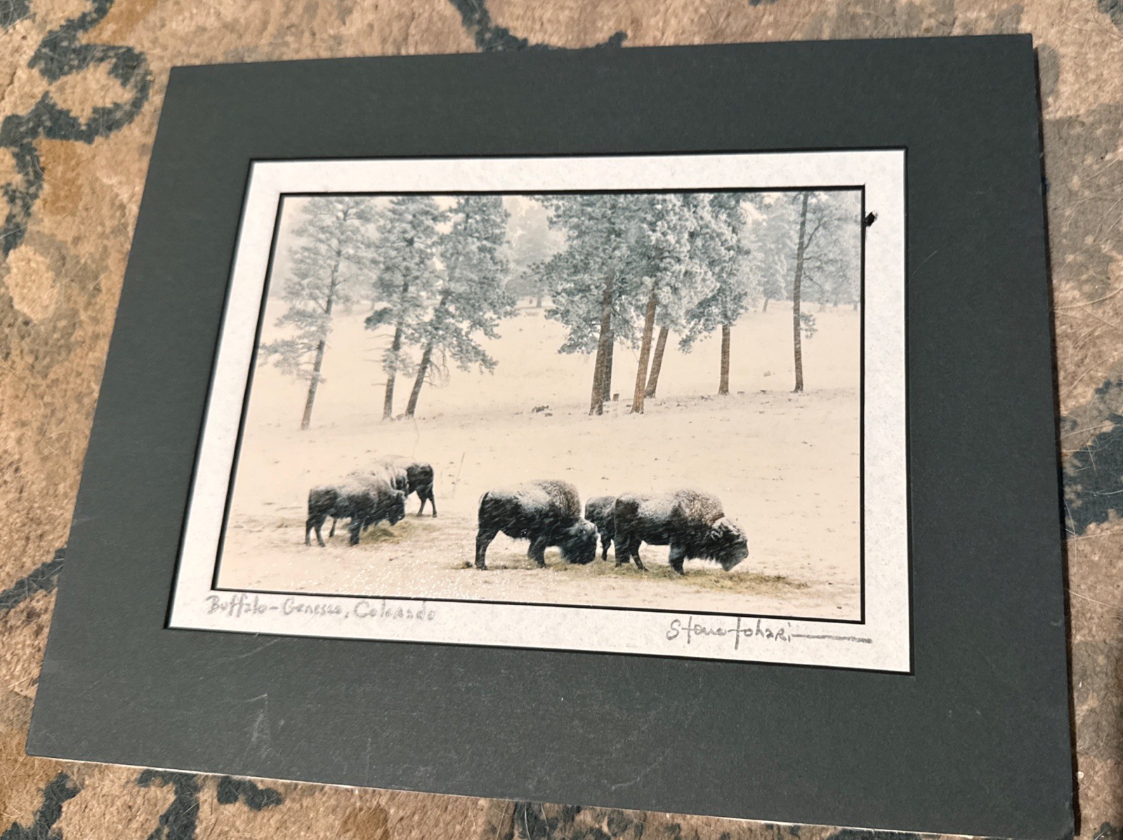 Steve Tohari Photograph of Colorado Buffalo in Winter Signed Framed & Matted