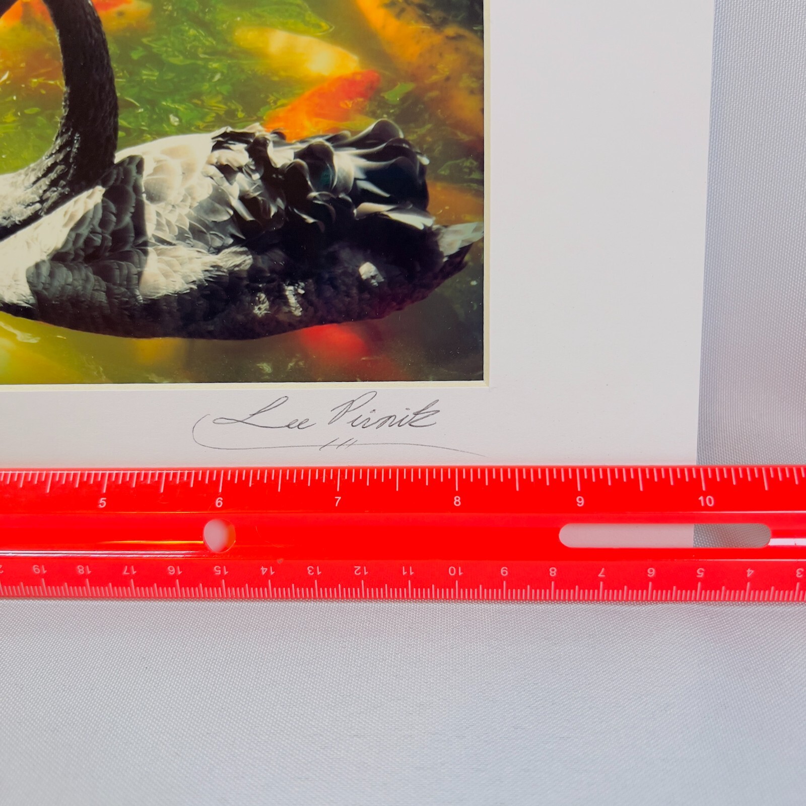 Black Swan Serene Artwork Signed Photograph Koi Fish Harmonious Composition 2008