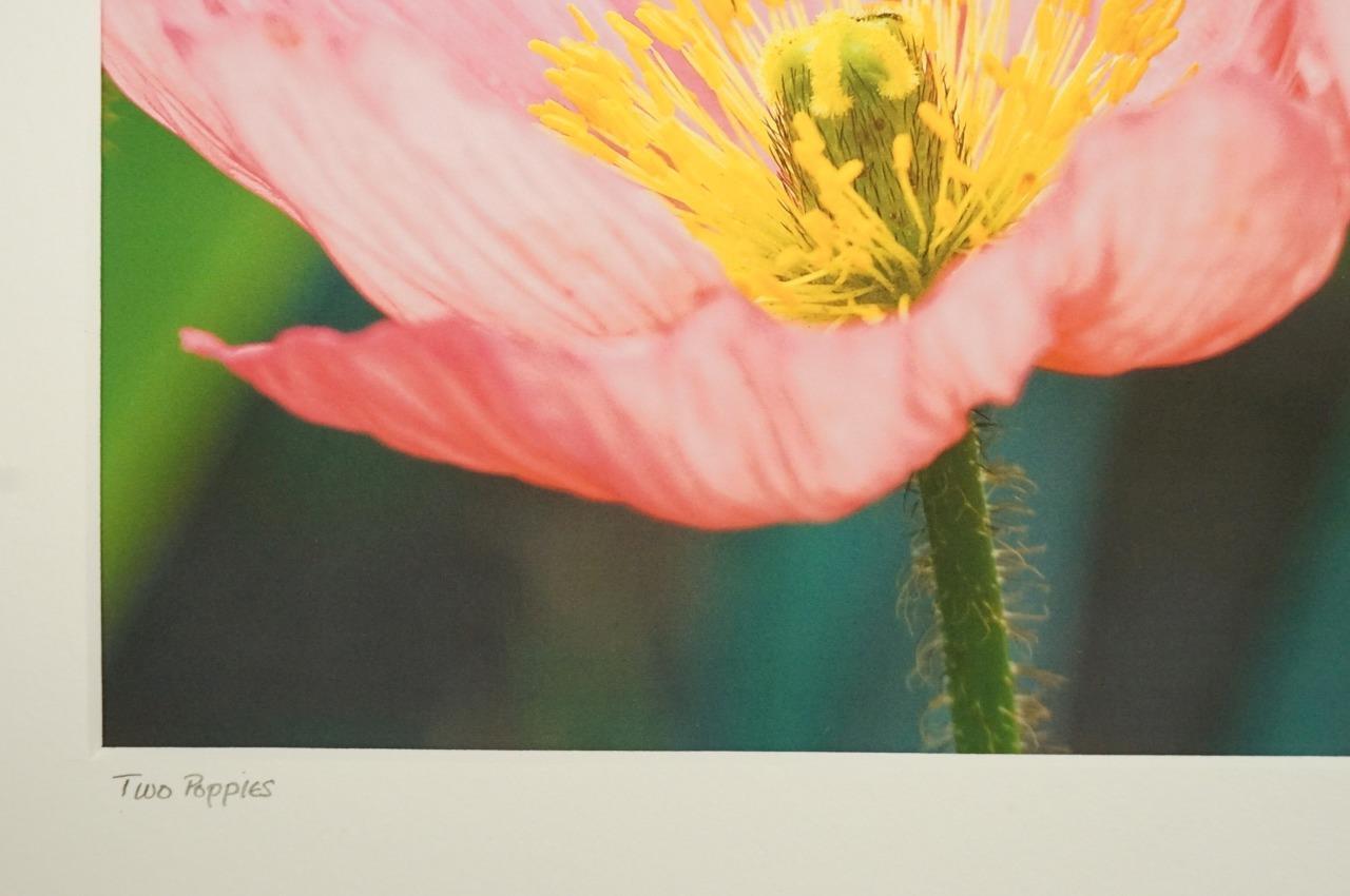 Tom Adams Photography Two Pink Poppies Flowers Oregon Matted Photo Art 11X14