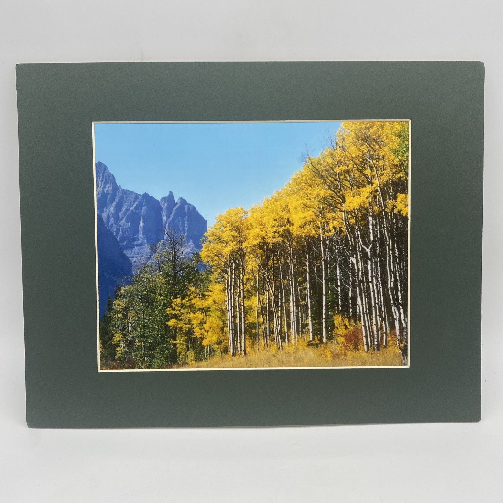 Matted Autumn Forest Landscape Photo Print 11 X 14 Wall Art Gallery Decor