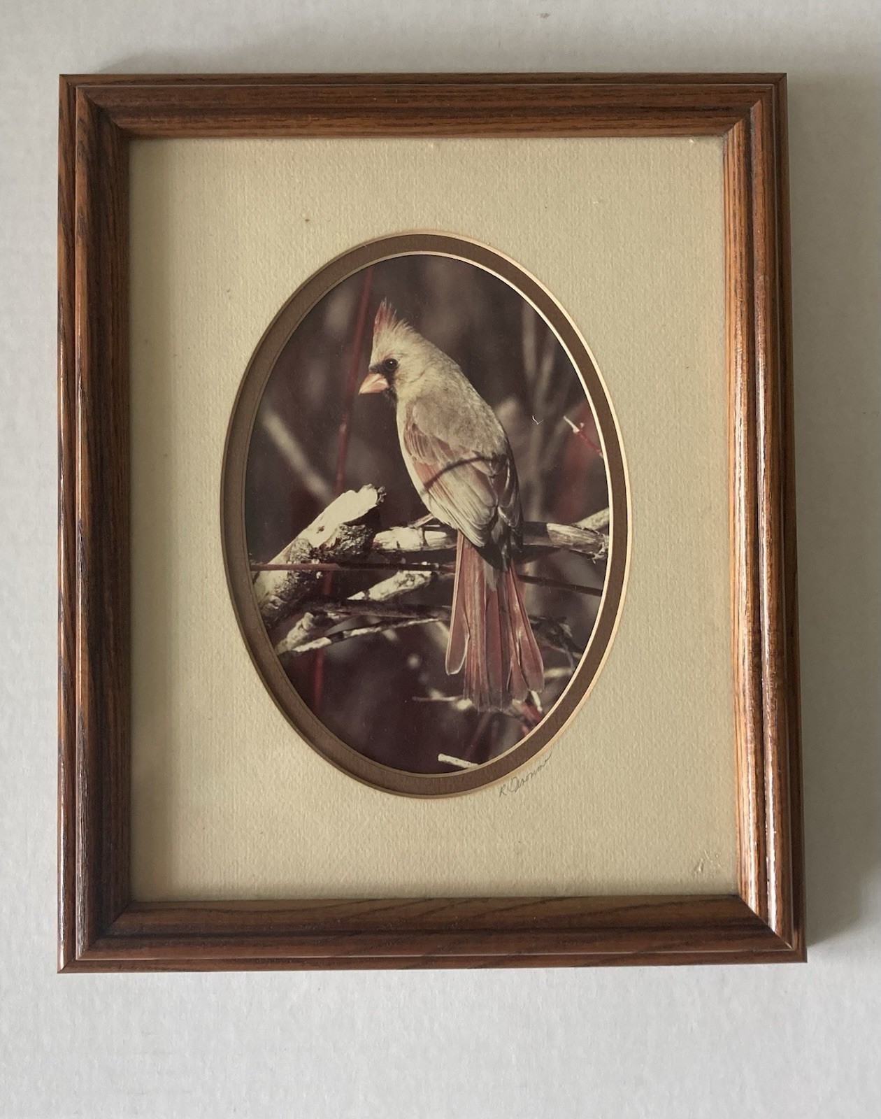Rick Denomme Bird Photography Set of 4 Framed Cardinal Chickadee Titmouse Signed