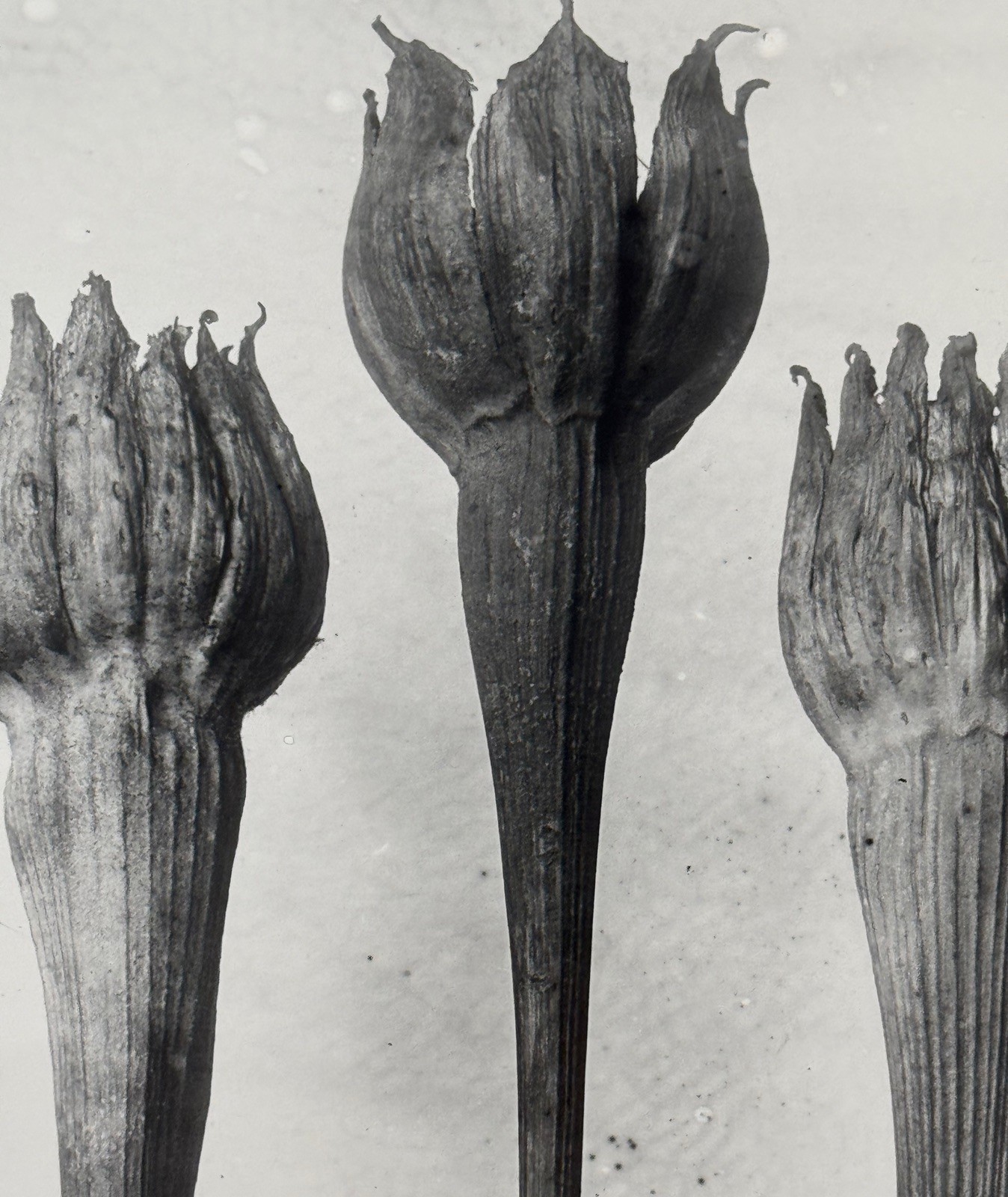Karl Blossfeldt, lamb salad, photograph from estate, stylus art 2016