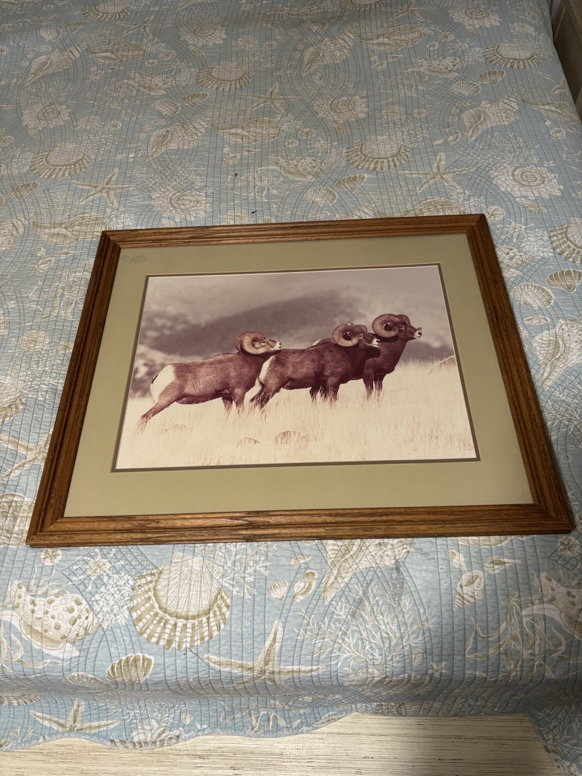 Bighorn Trio By William Ervin Natural Imagery