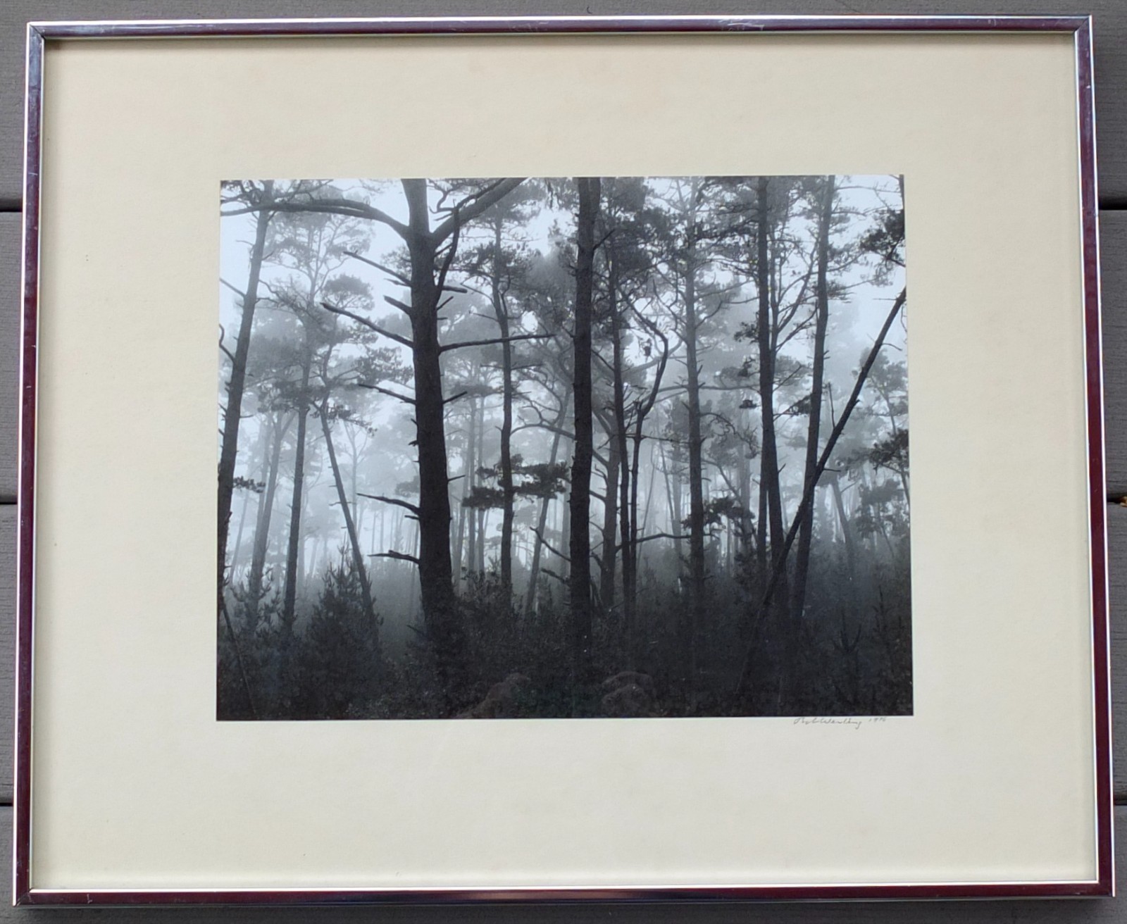 Robert (Bob) Werling 1976 Photograph Of Light In Forest Pencil Signed In Frame