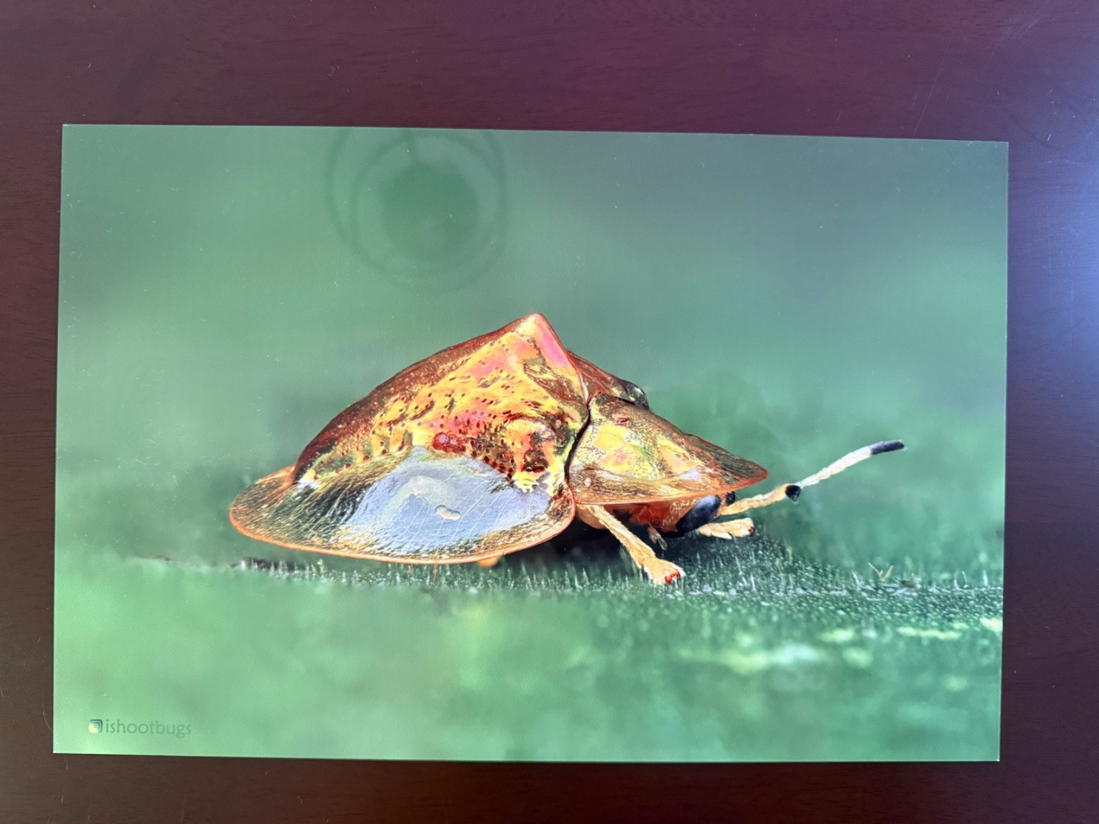 8×12 High Gloss Metal Wall Art Tortoise Beetle Macro Wildlife Print