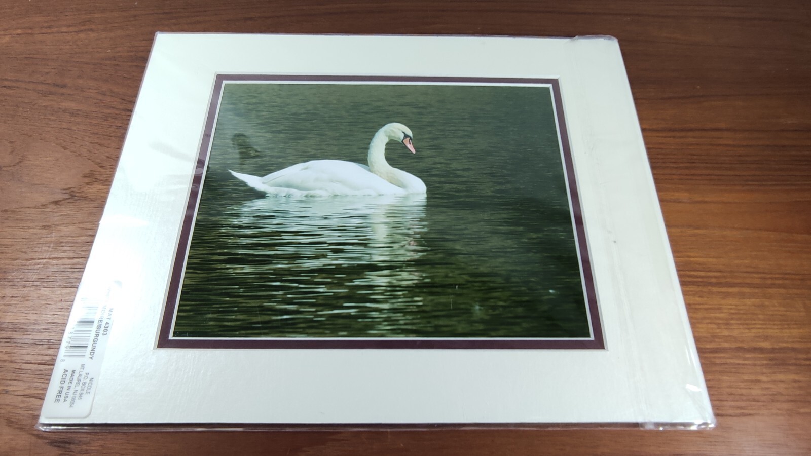 Original Photo Art Print Swan Photography Matted Signed by Ann Copeland Sealed