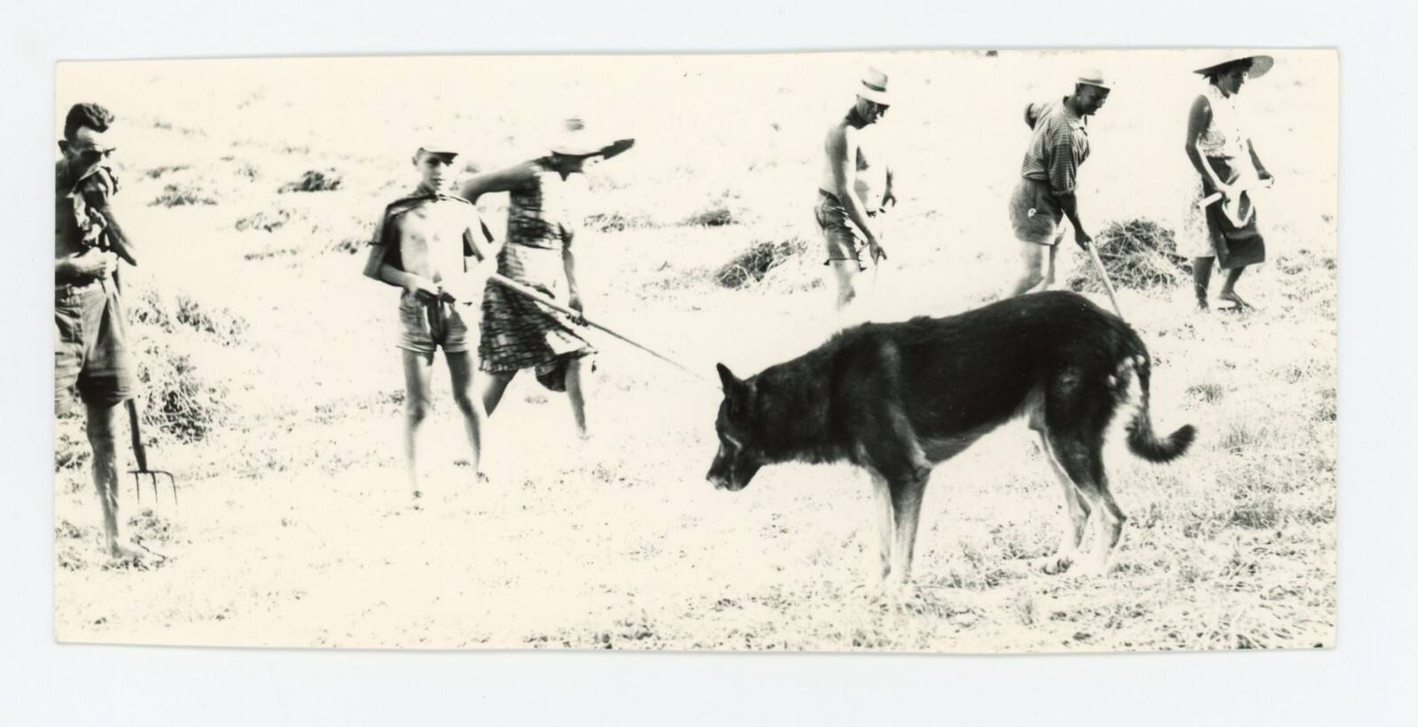 Mario Giacomelli Italy Photo La Buona Terra 1960s Vintage Dog Humanism Italian