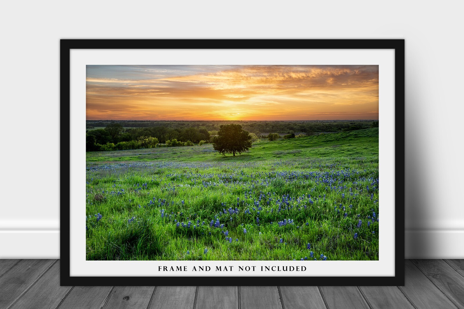 Landscape Photography Print – Picture of Tree and Bluebonnets at Sunset in Texas