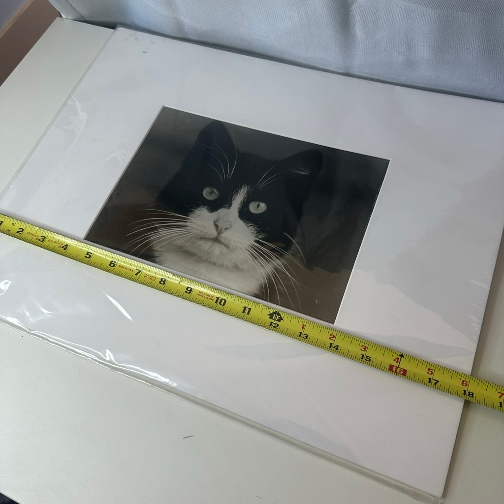 Vintagew Black & White Cat Photo Print (Signed)