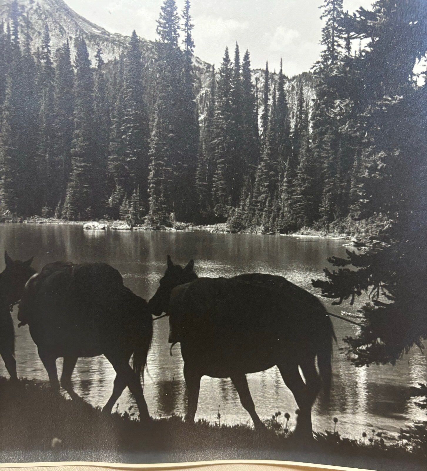 Original HARRY ROWED ‘Morning in the Valley’ Horseback in CANADA Mountains PHOTO