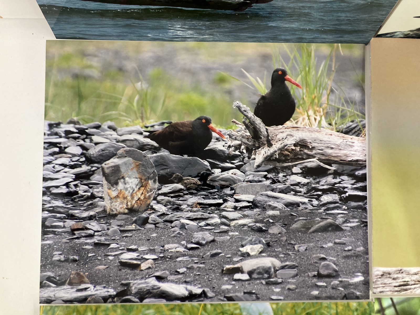 6 Original Bird Photography 8” X 10”
