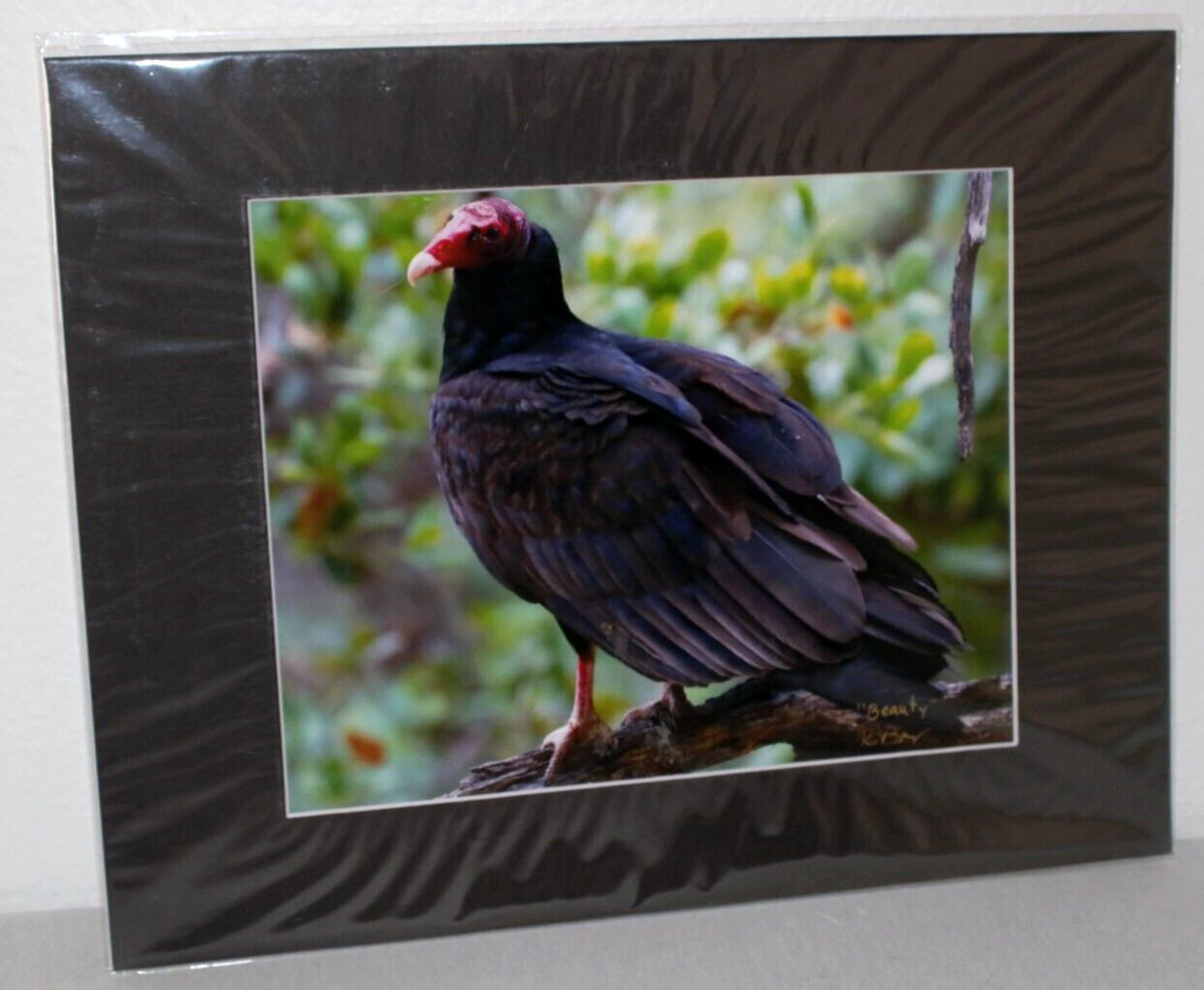 Turkey Buzzard Wildlife Photo 8″ x 10″ in 11″ x 14″ Matte Signed by Kim Barry