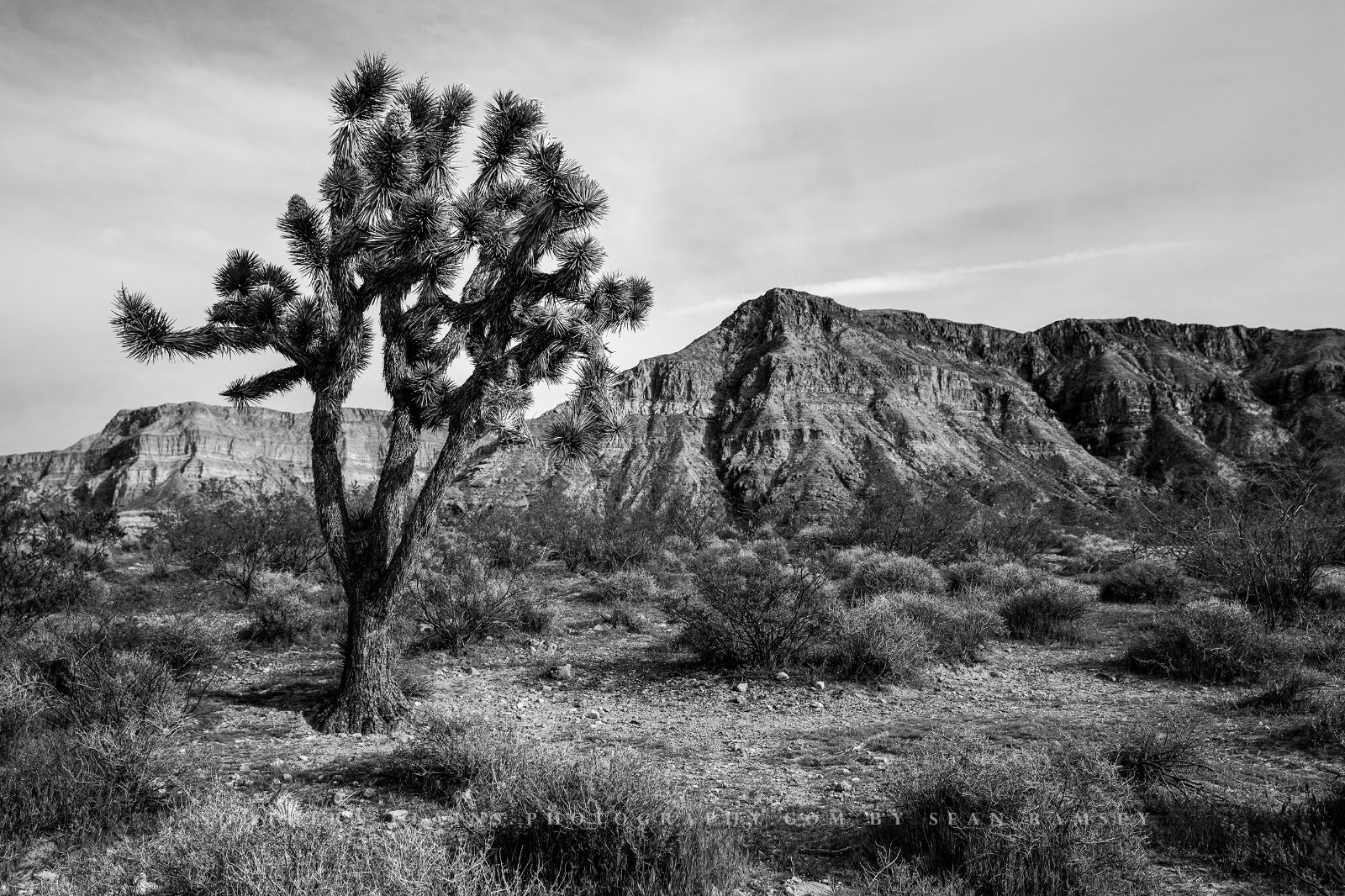 Desert Photography Print – Black and White Picture of Joshua Tree in Arizona