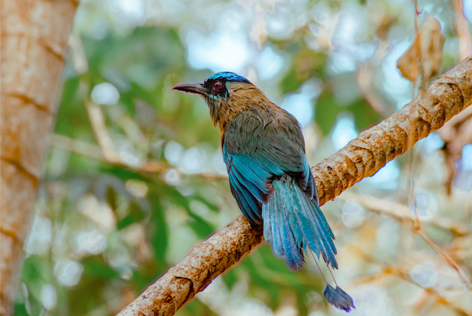 Blue Capped Motmot 2