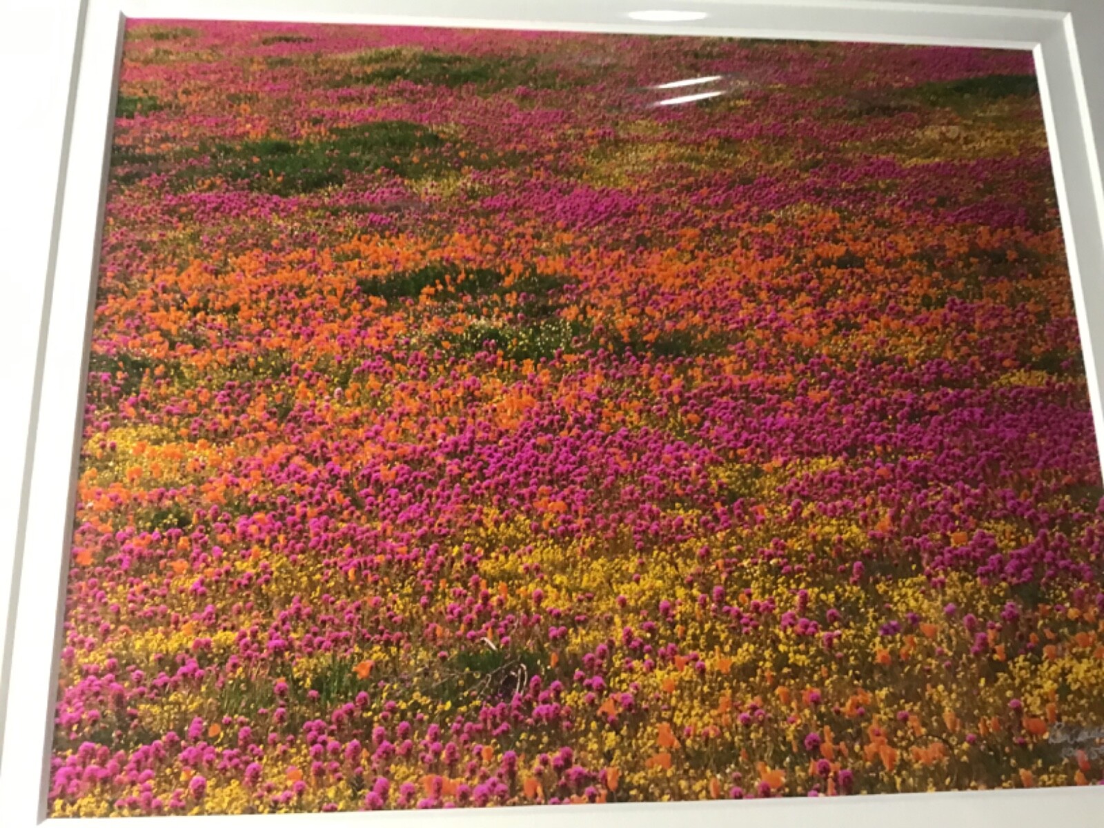 Ron Mellott matted photography California poppies Owl’s Clover Antelope Valley