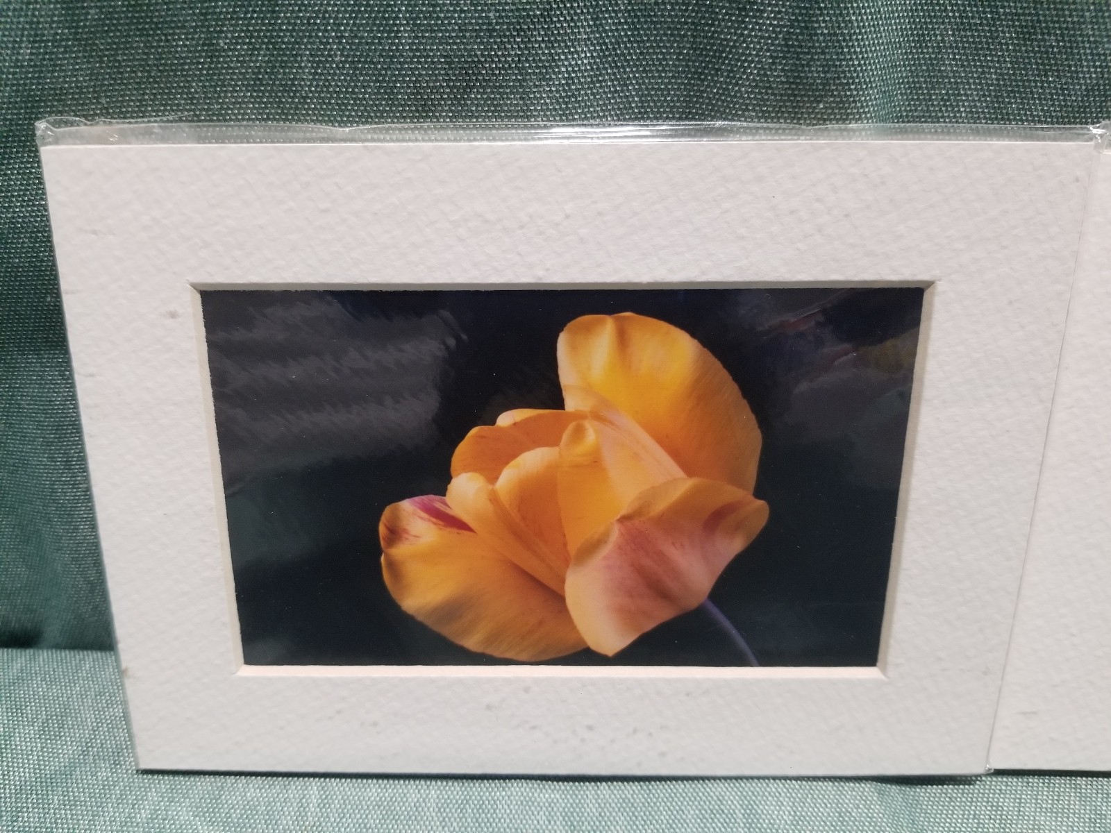 New Lot of 4 Matted 5×7 Photo Fine Art Print spring flower Tulip White Red