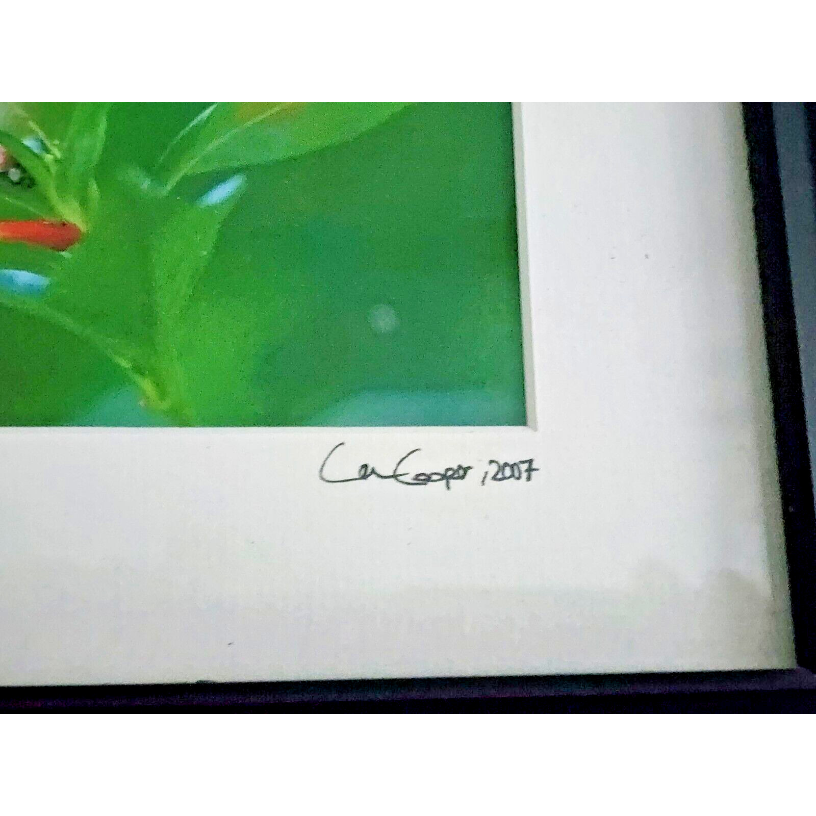 Signed Lance Cooper Dido Butterfly Framed Photo Print 2007 Nature Photography
