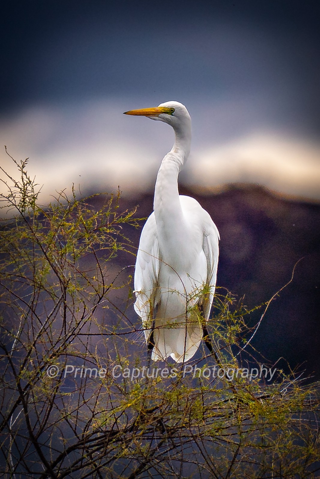 Great Egret Wildlife Photography Print Elegant White Bird Wall Art Nature Decor