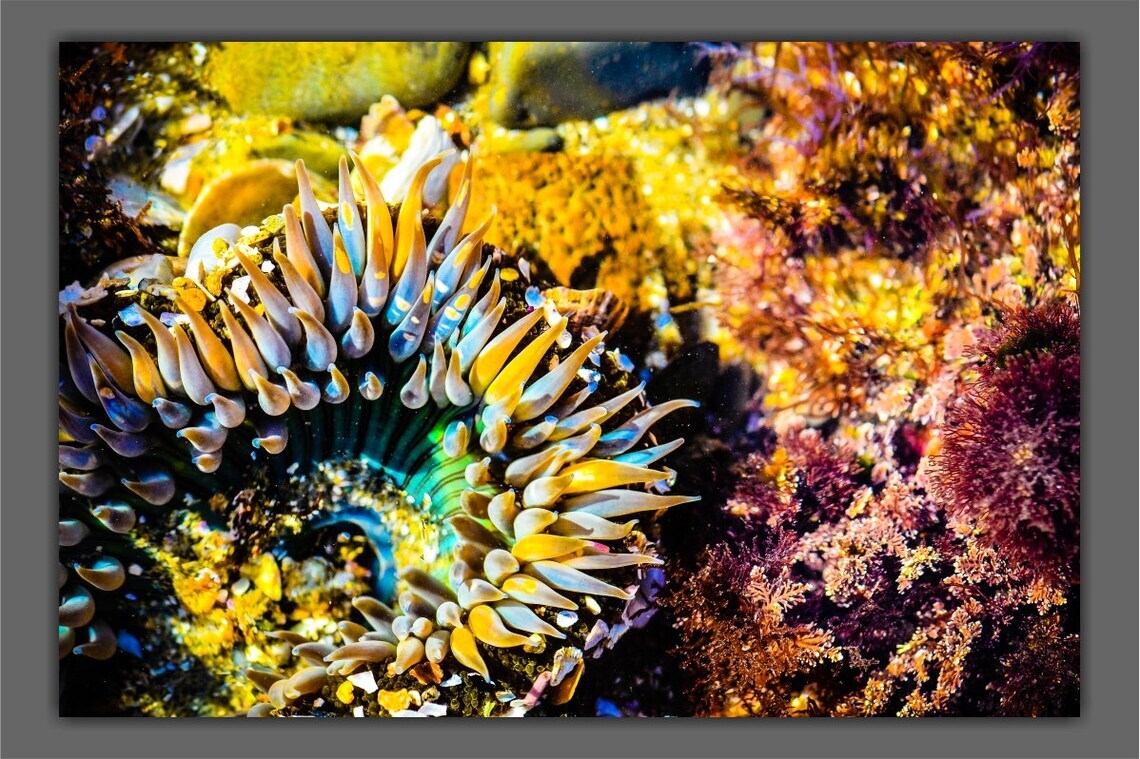 Sea Anemone – Fine Art Prints – Underwater Ocean Life Décor