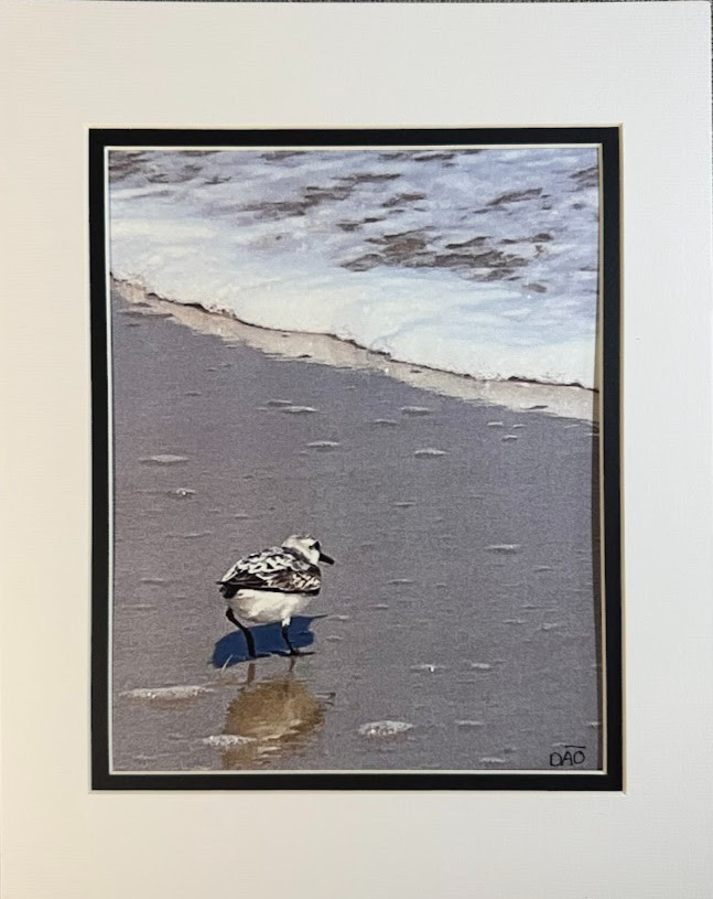 Plover Digital Watercolor Original Photograph 8 X 10 Matted To 11 X 14 – Signed