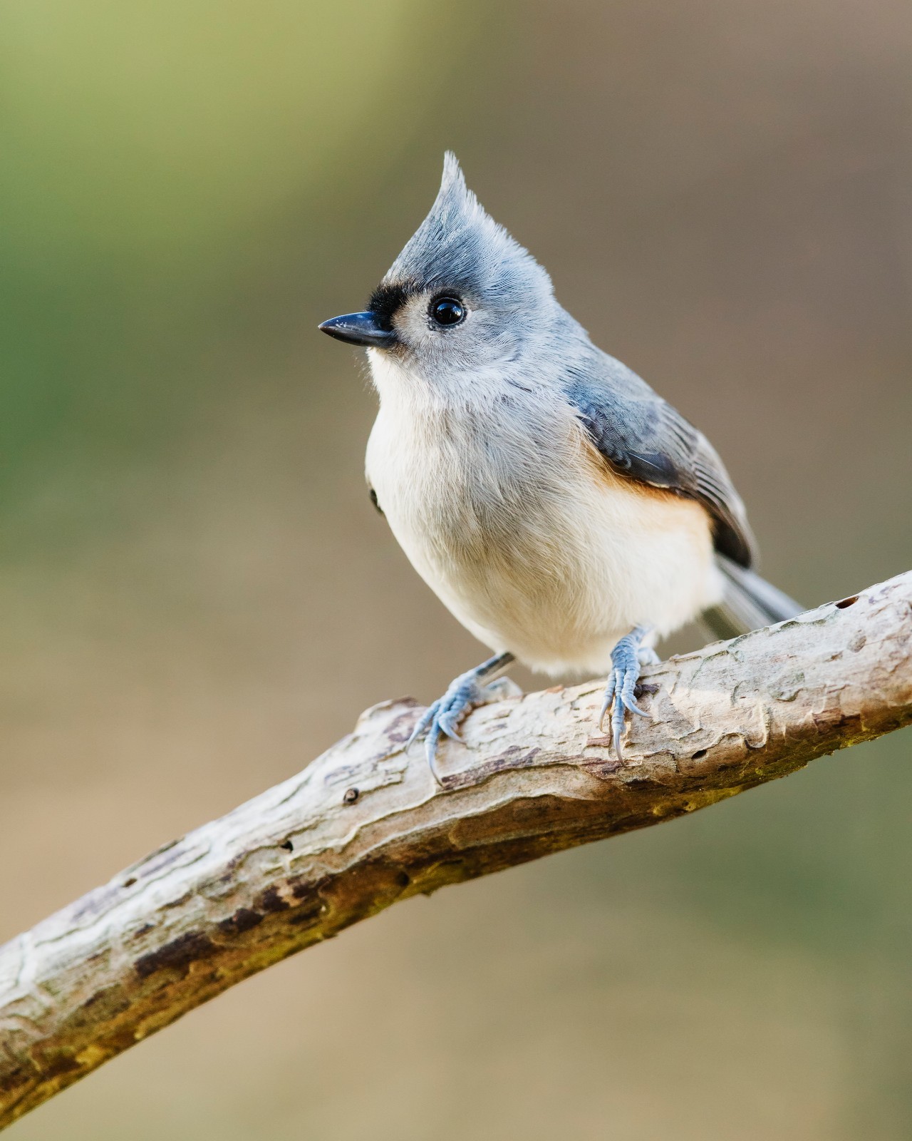 Tufted Titmouse Bird 8×10 8″x10″ Photograph Print #2