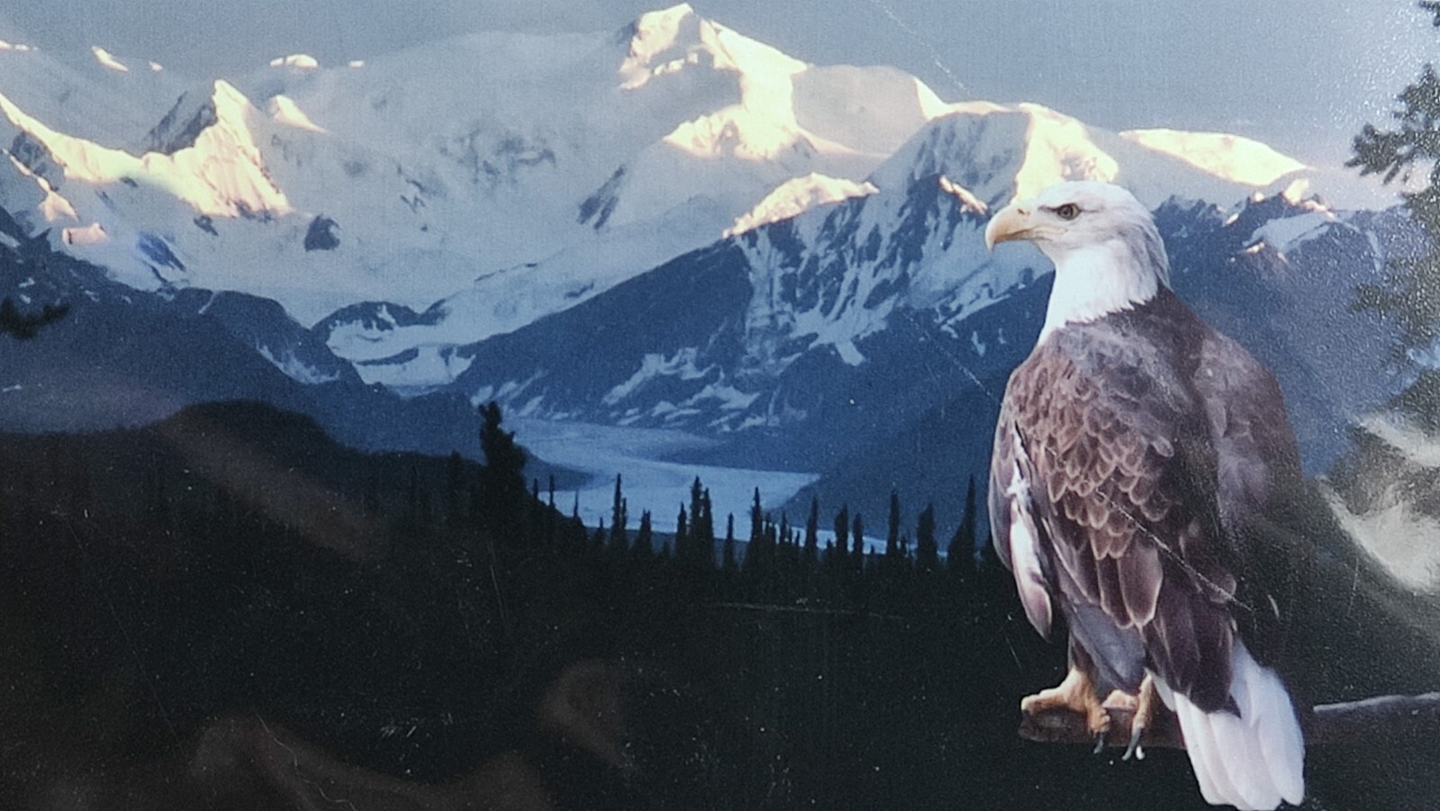 Original Photo Artwork American Bold Eagle Mountains Signed & Numbered by Artist