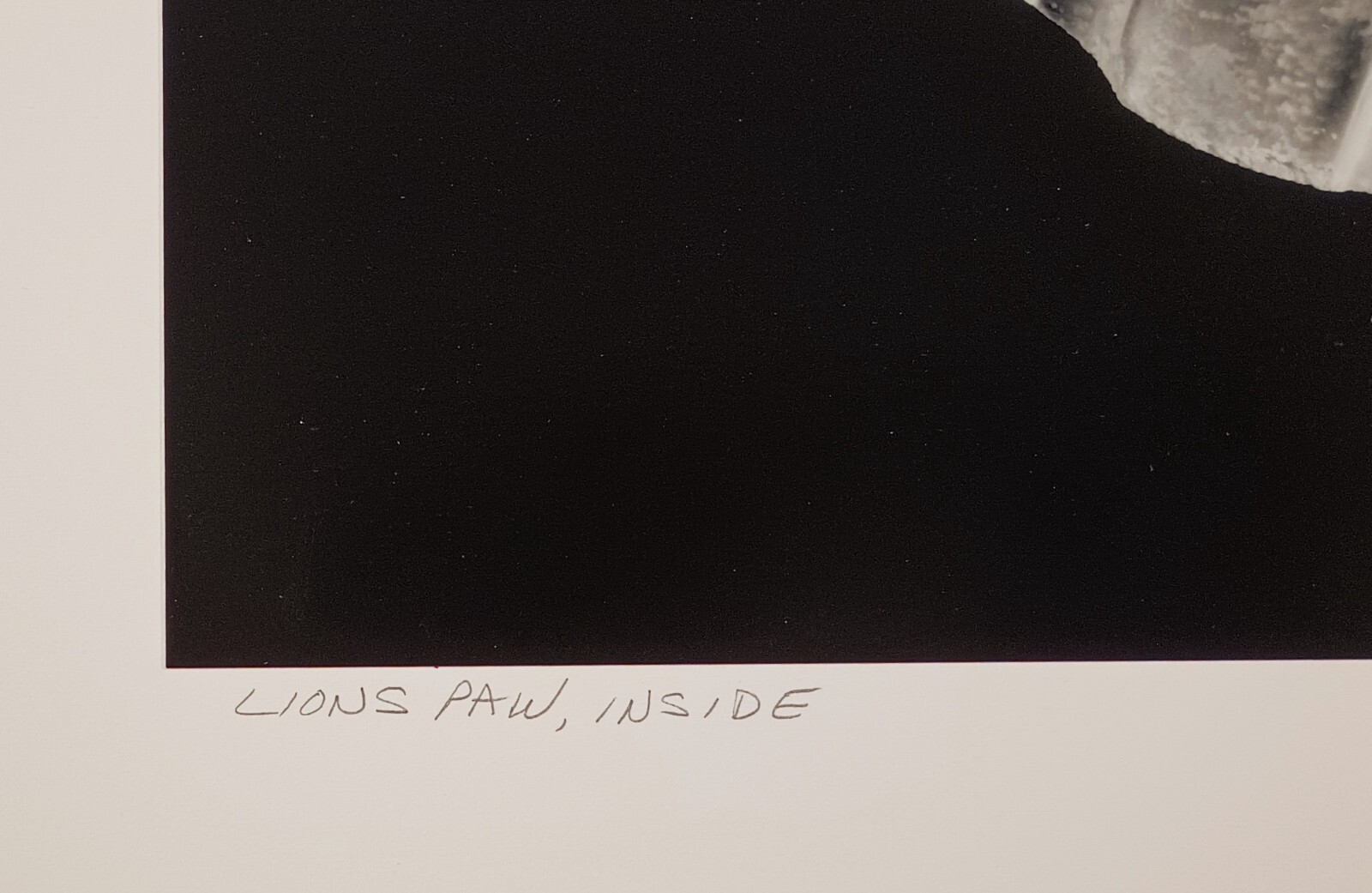 Charles Fendrock ‘Lions Paw, Inside’ Large Format Black & White Photograph