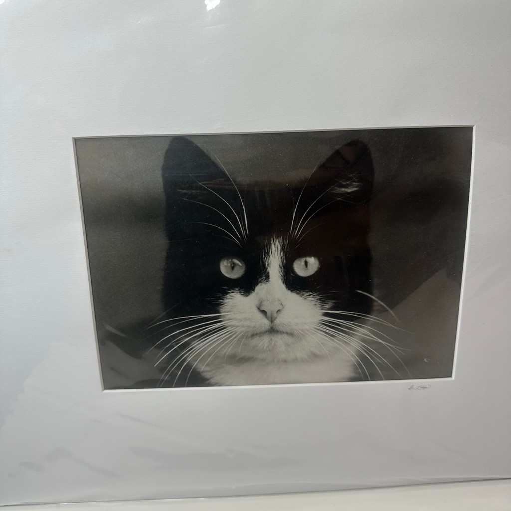 Vintagew Black & White Cat Photo Print (Signed)