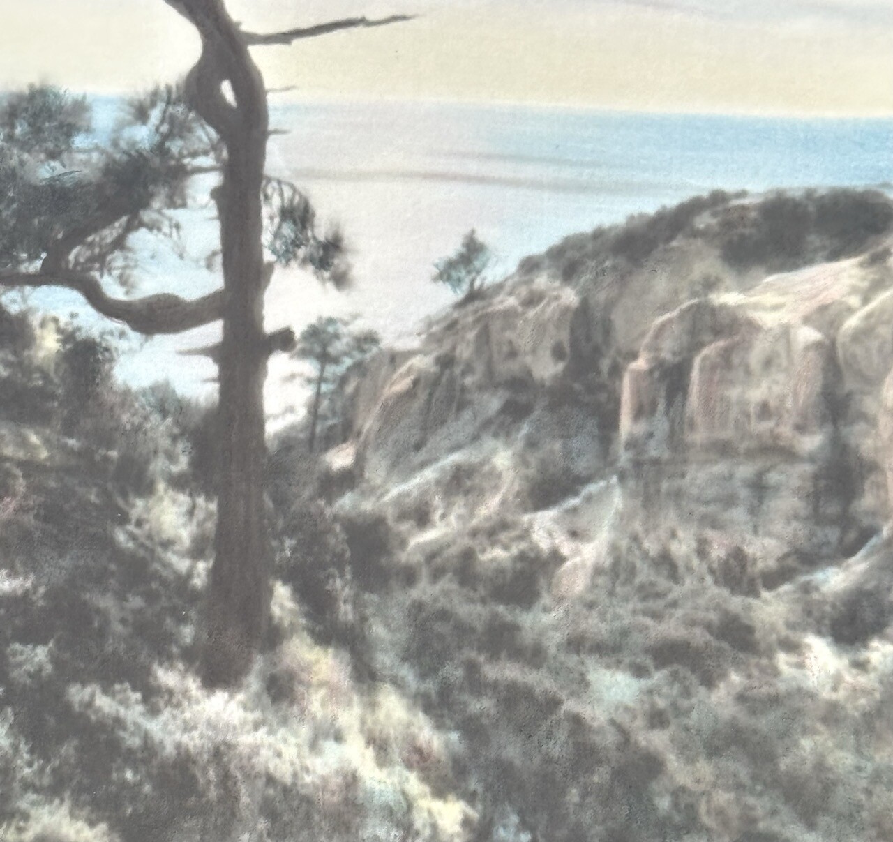Lg VTG J.M. Garrison Hand Tinted Oil Color Photo Torrey Pines 12.5”x23.5” VGC