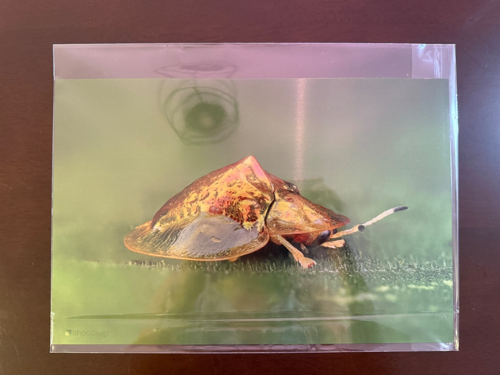 8×12 Sheer Gloss Metal Wall Art Tortoise Beetle Macro Nature Print