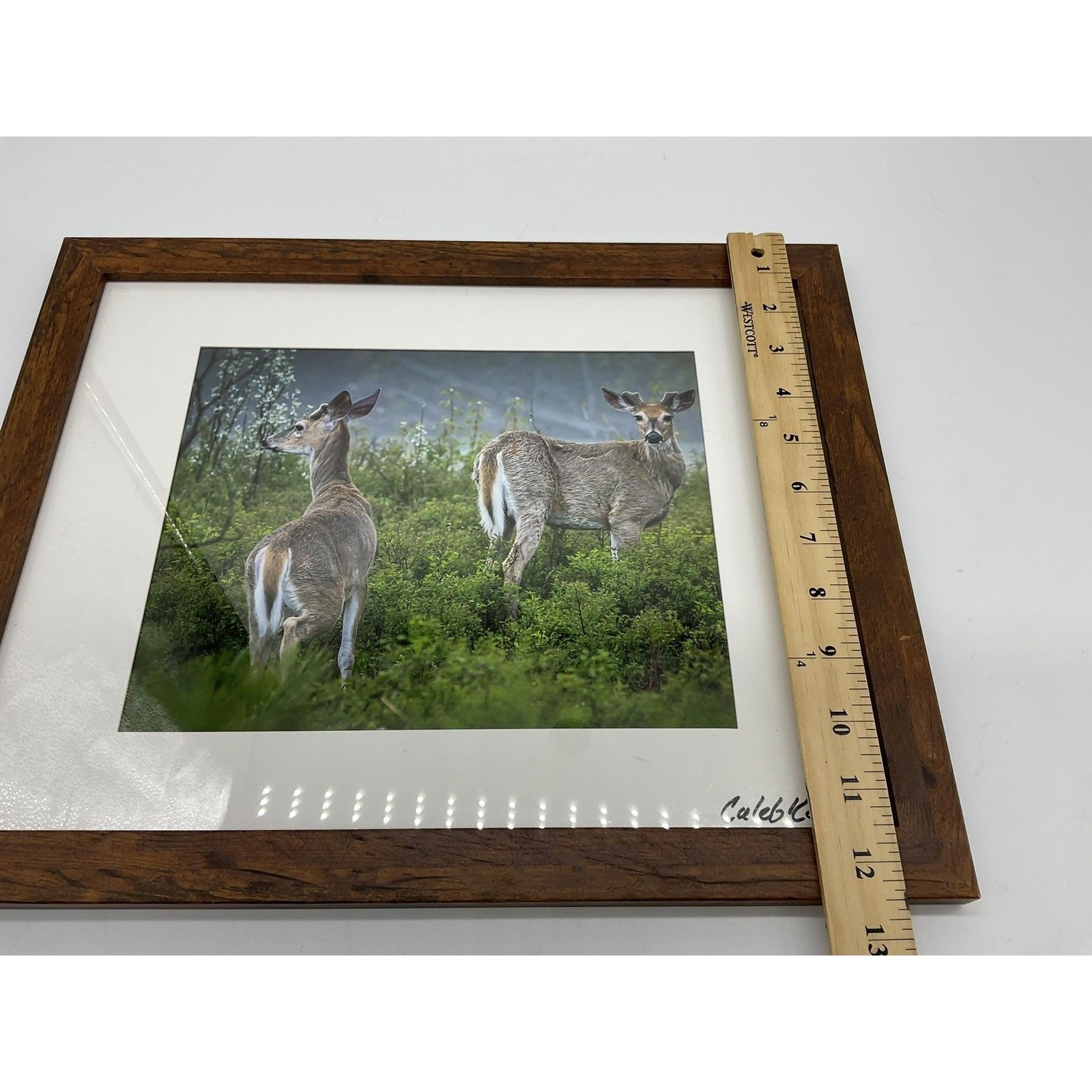 Caleb Koland Deer Wildlife Landscape Photo Print Framed Vintage Signed Wall Art