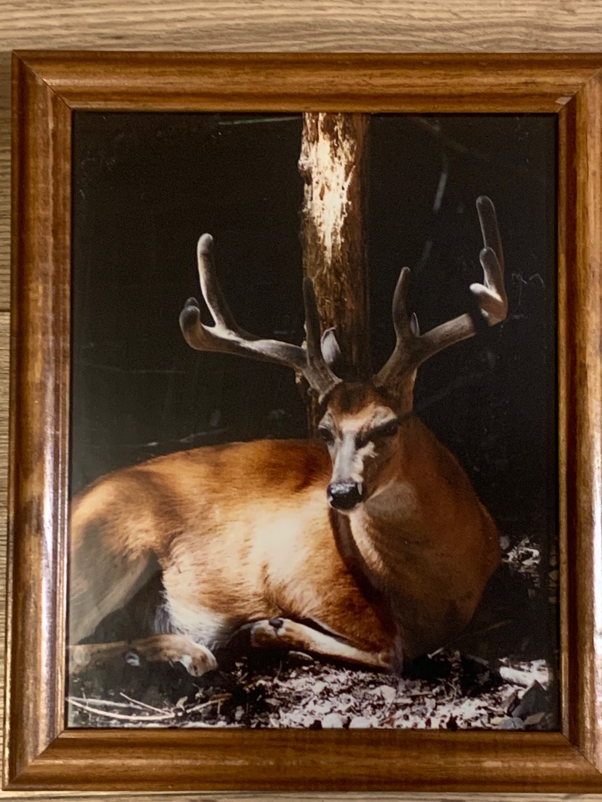 Framed Whitetail Buck Wildlife Photographs Pair 11×9.5 Lodge Art