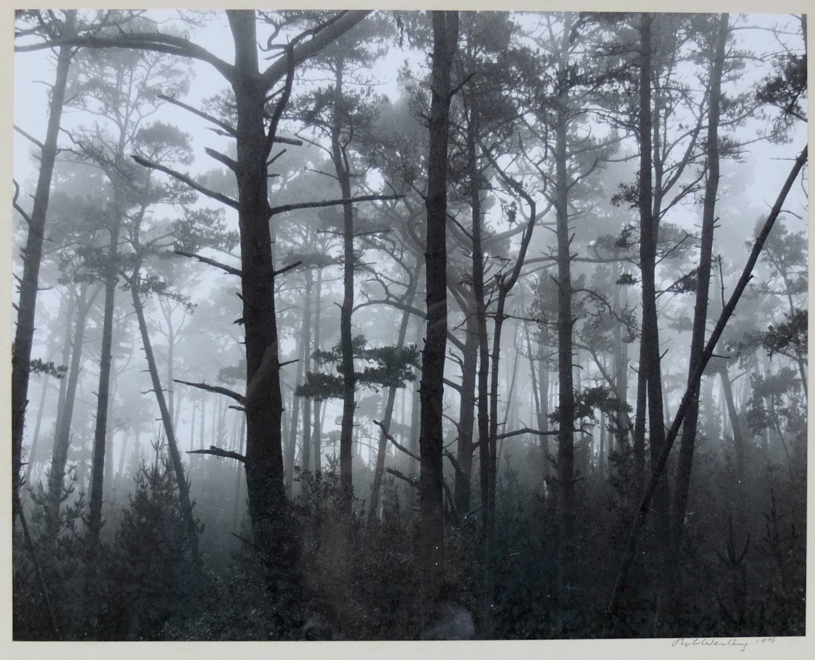 Robert (Bob) Werling 1976 Photograph Of Light In Forest Pencil Signed In Frame