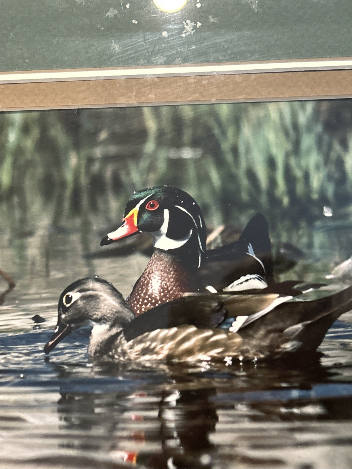 Framed 1983 Wood Duck Photography By Wildlife Photographer Pat Gerlach