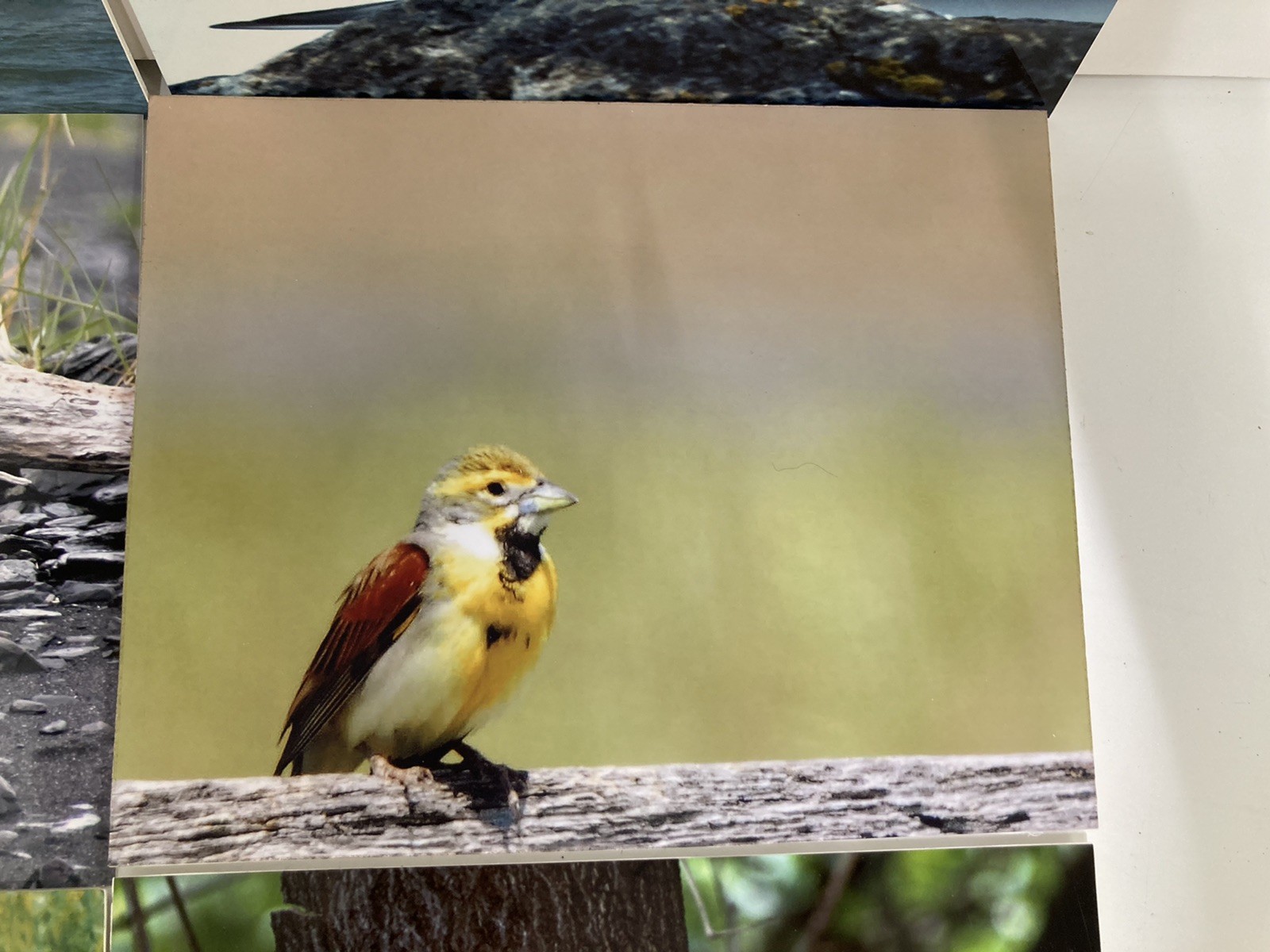 6 Original Bird Photography 8” X 10”