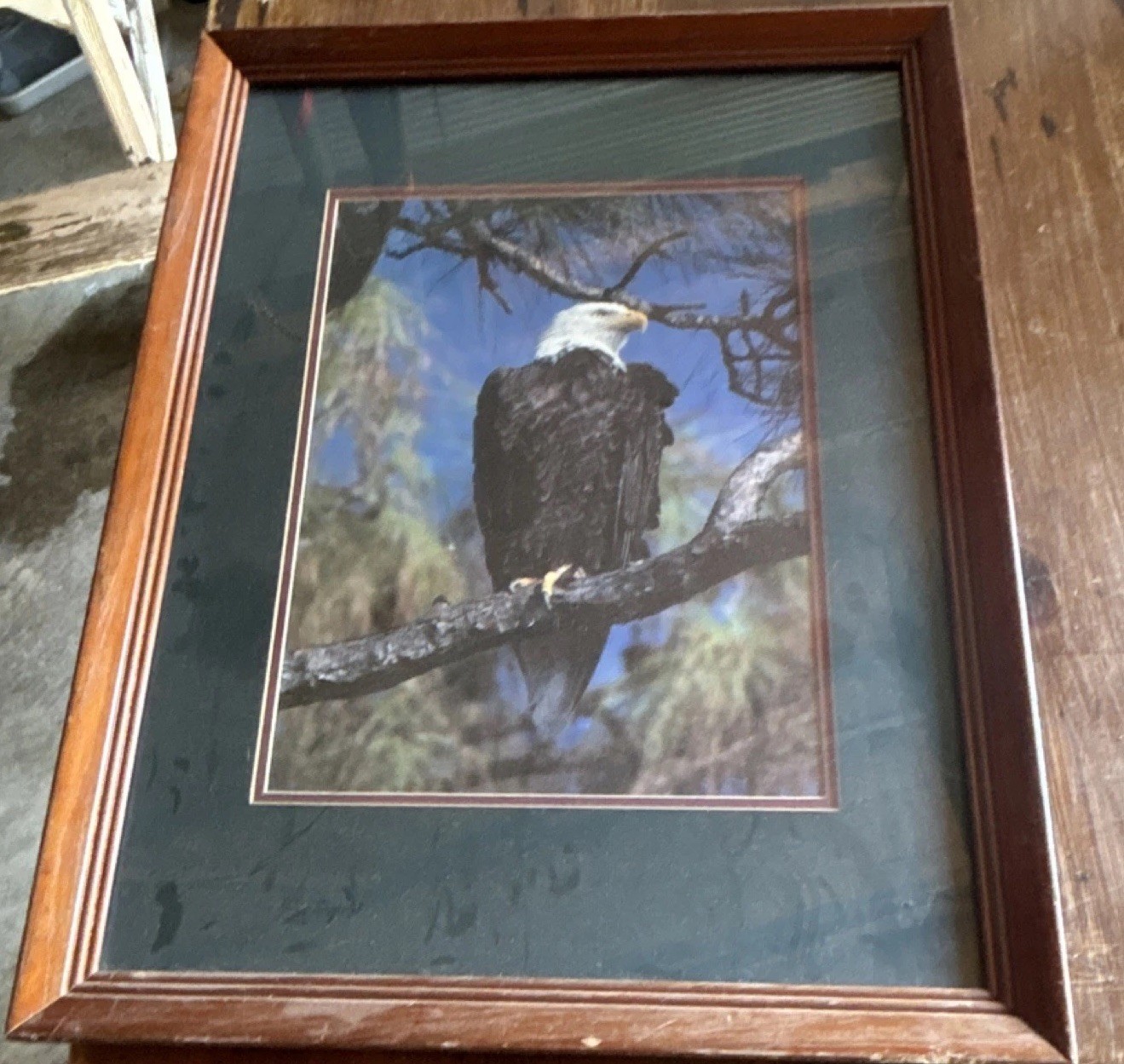 Framed Bald Eagle Wildlife Color Photograph Portrait on Paper and Wood
